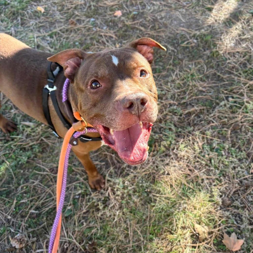 Senpai Sam, a Adoptable Terrier in St. Louis, MO image 6/6