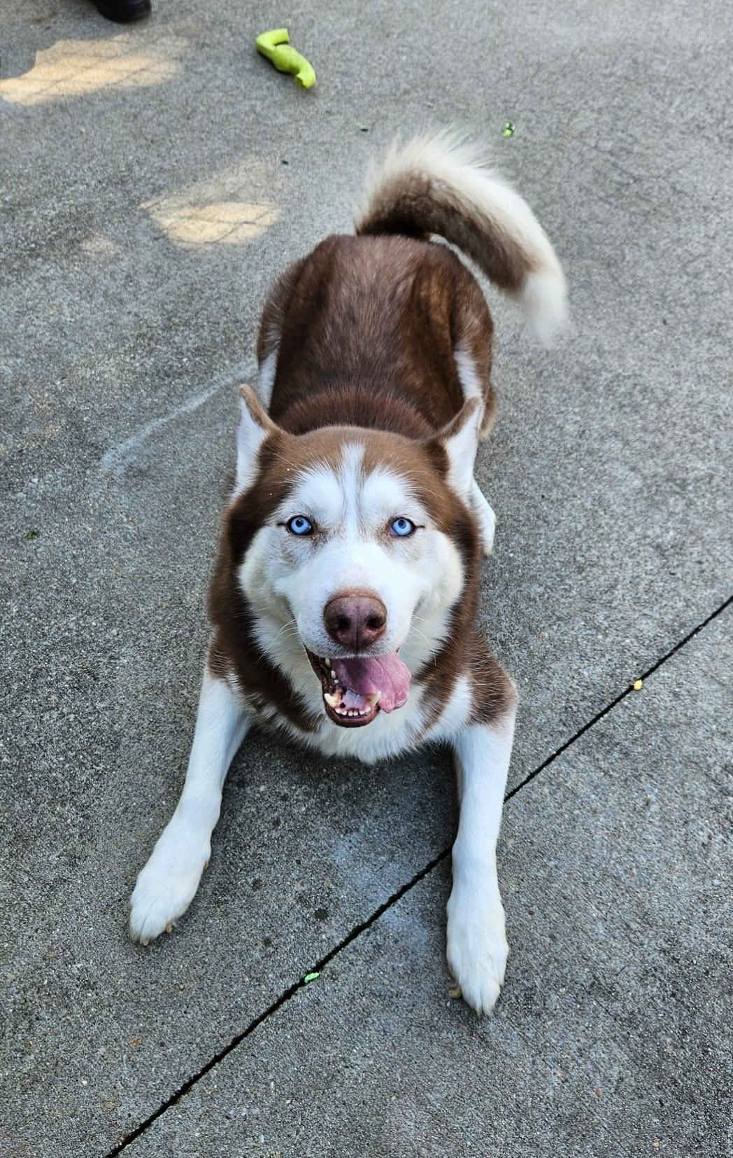 Enlarge #191 Tormund, a Adoptable Siberian Husky in Pawtucket, RI image 1/1