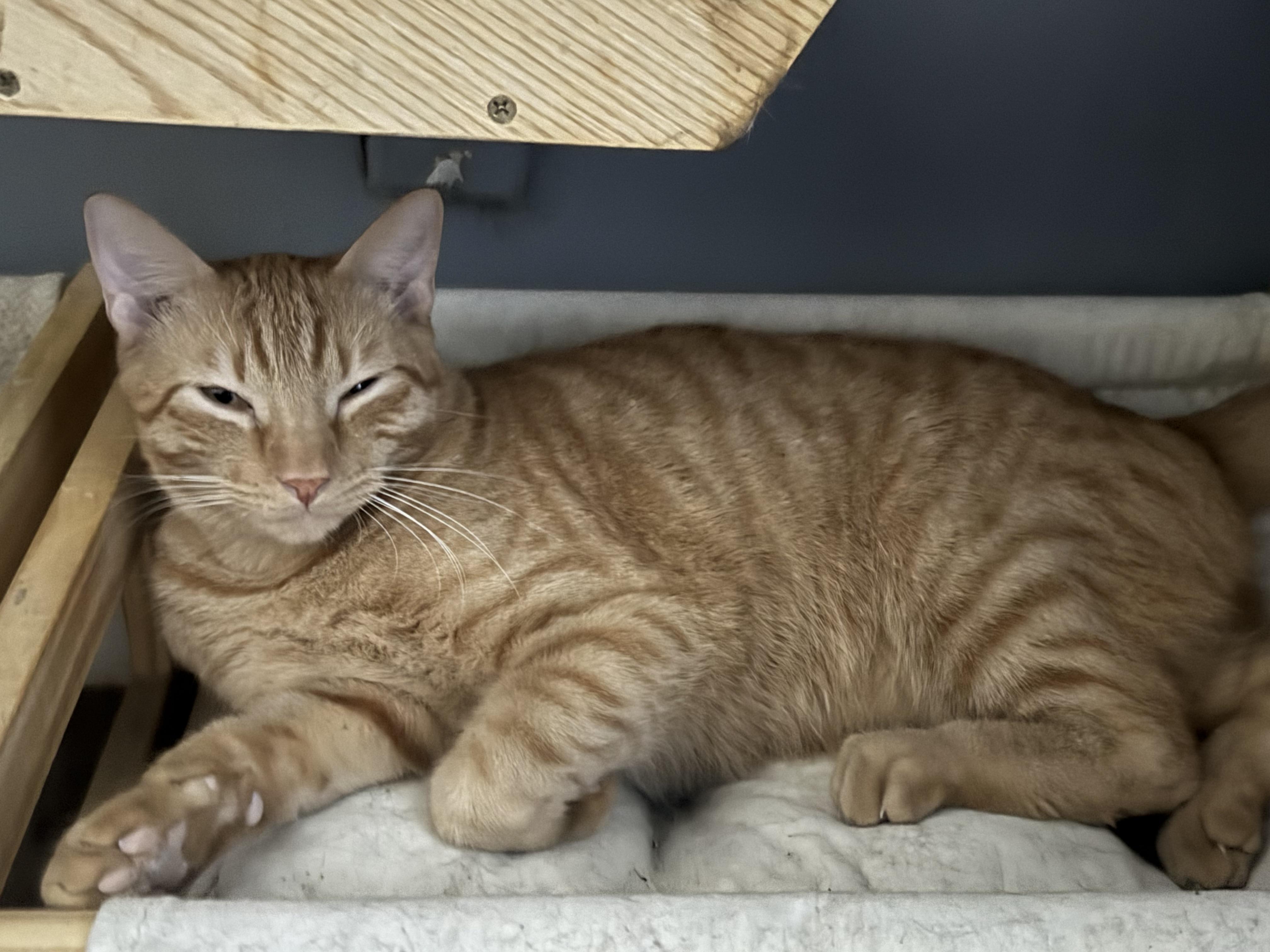 Enlarge Phoenix, a Adoptable Domestic Short Hair in Lauderhill, FL image 1/1