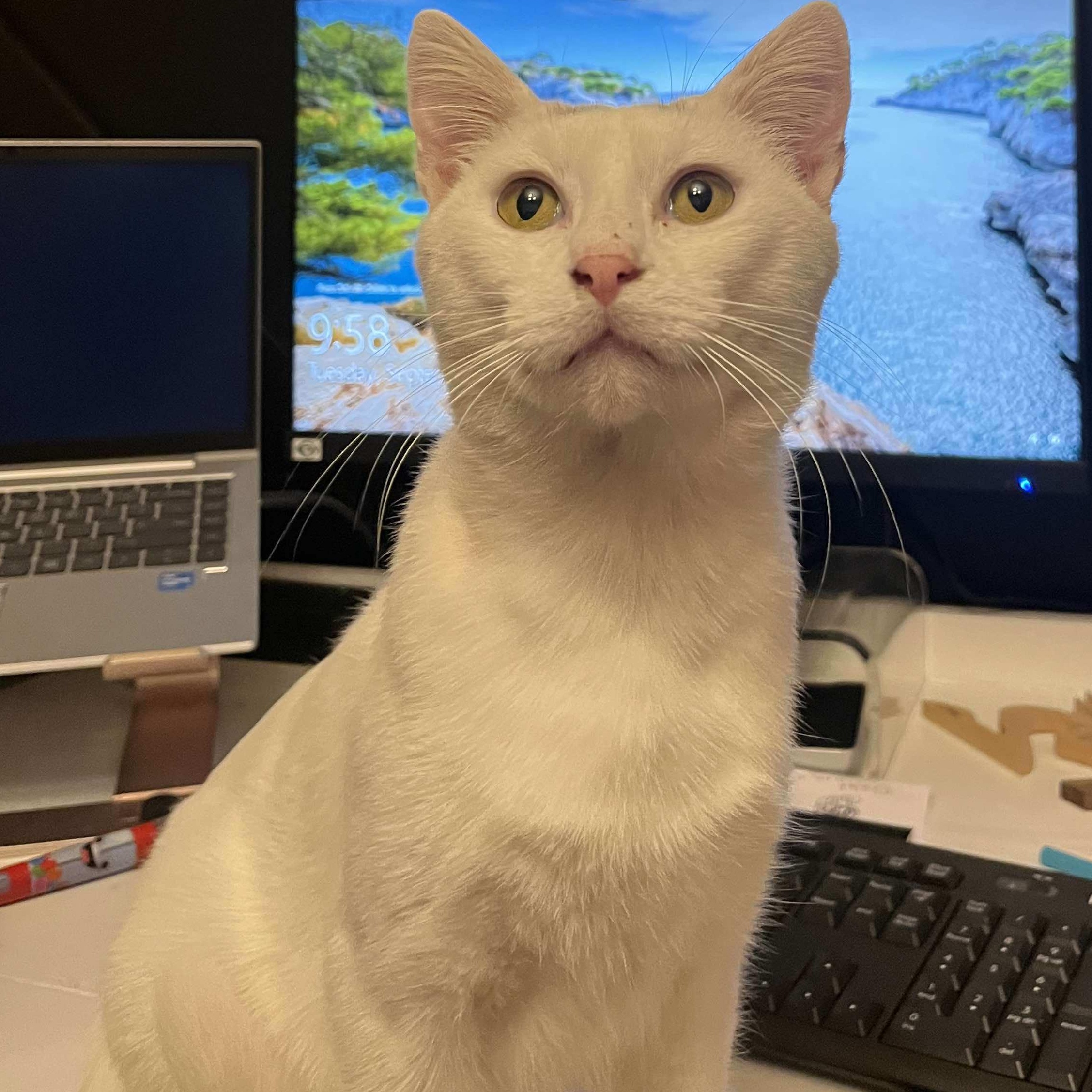 Enlarge Bug, a Adoptable Domestic Short Hair in Lincoln, NE image 5/6