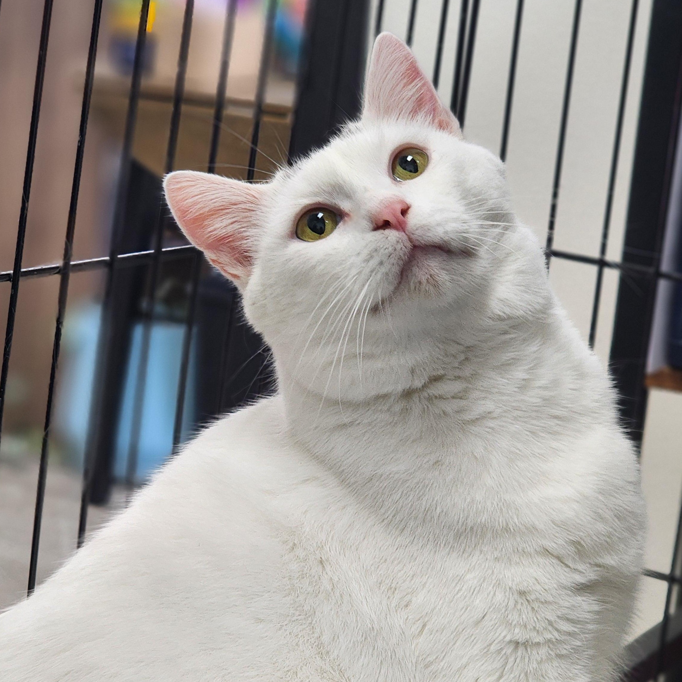 Enlarge Bug, a Adoptable Domestic Short Hair in Lincoln, NE image 2/6