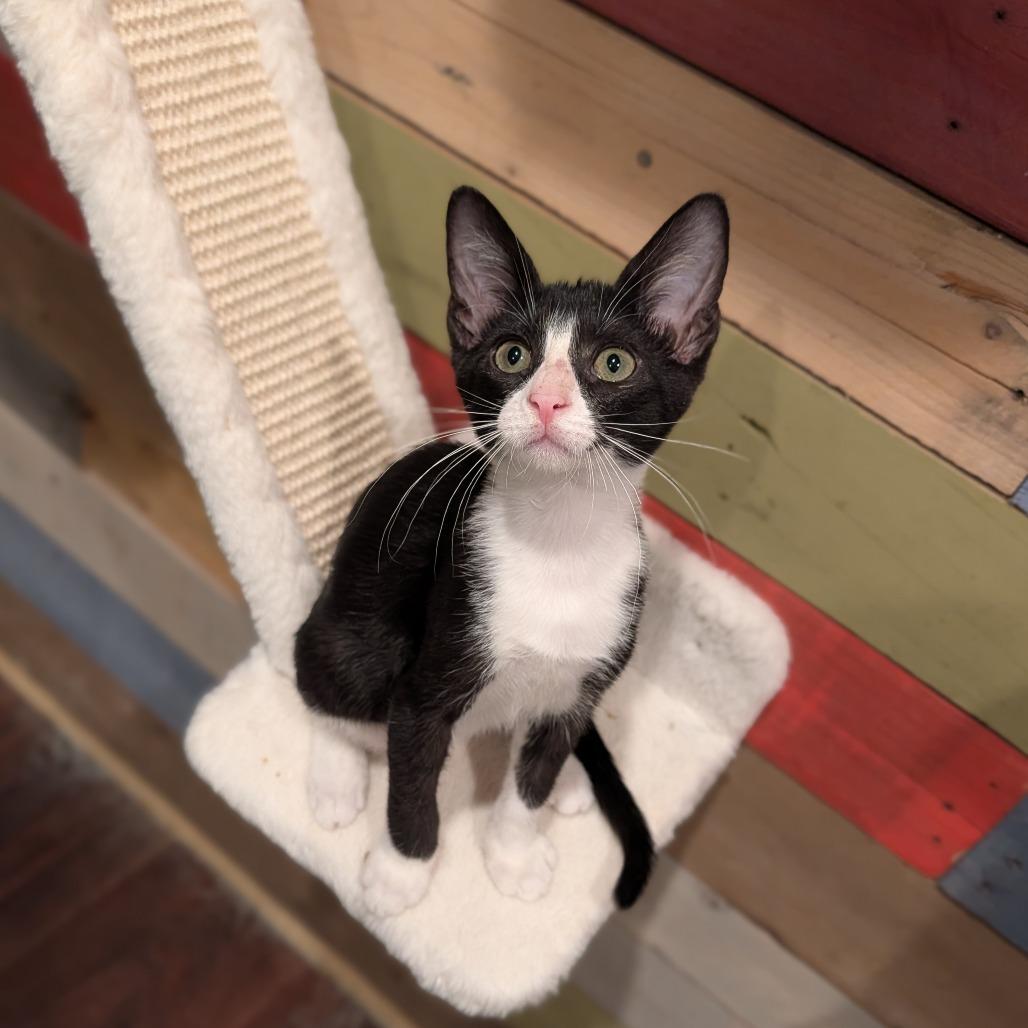 Enlarge Caboose, a Adoptable Domestic Short Hair in Cape Girardeau, MO image 3/3