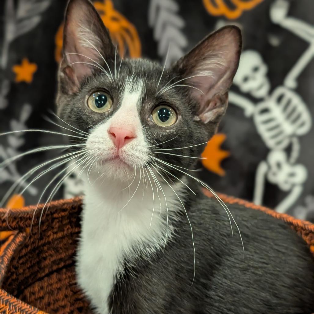 Caboose, Adoptable, Kitten Male Domestic Short Hair.