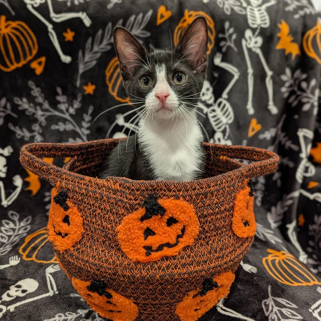 Enlarge Caboose, a Adoptable Domestic Short Hair in Cape Girardeau, MO image 2/3