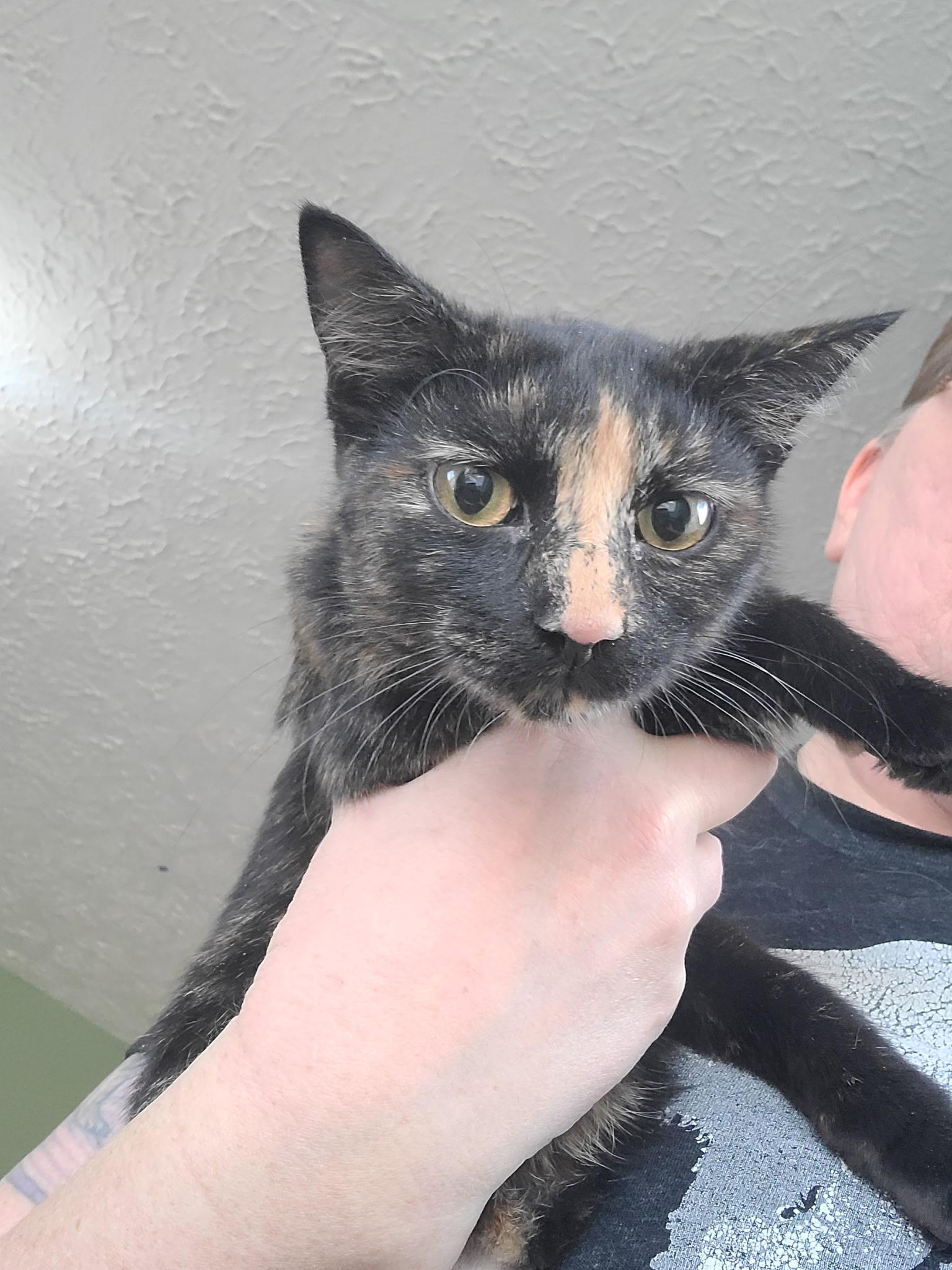 Enlarge Charlotte , a ADOPTABLE Domestic Short Hair in West Lafayette, IN image 1/4