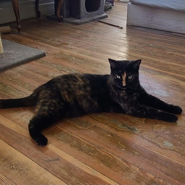 Charlotte , ADOPTABLE, Young Female Domestic Short Hair.