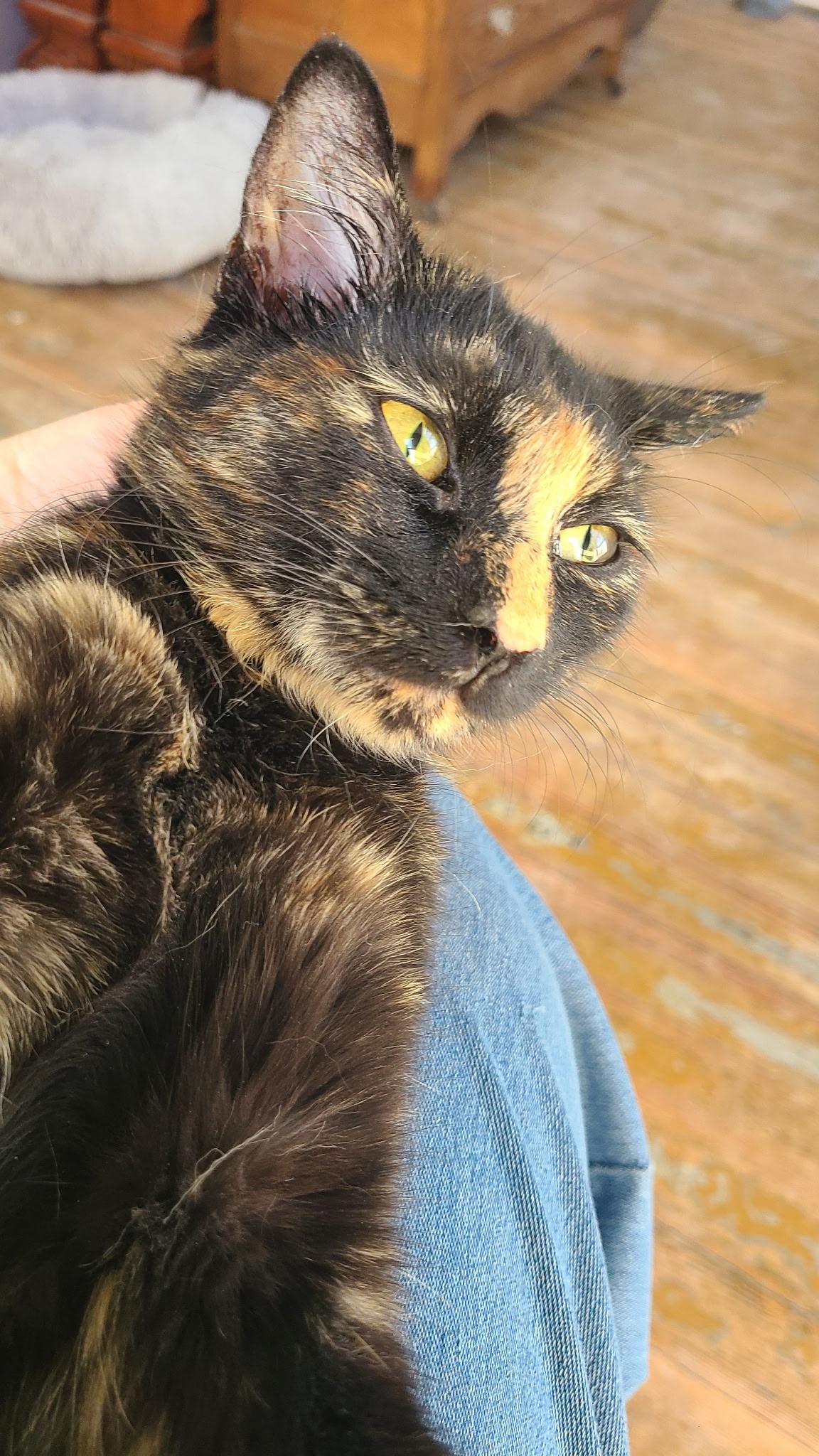 Enlarge Charlotte , a ADOPTABLE Domestic Short Hair in West Lafayette, IN image 2/4