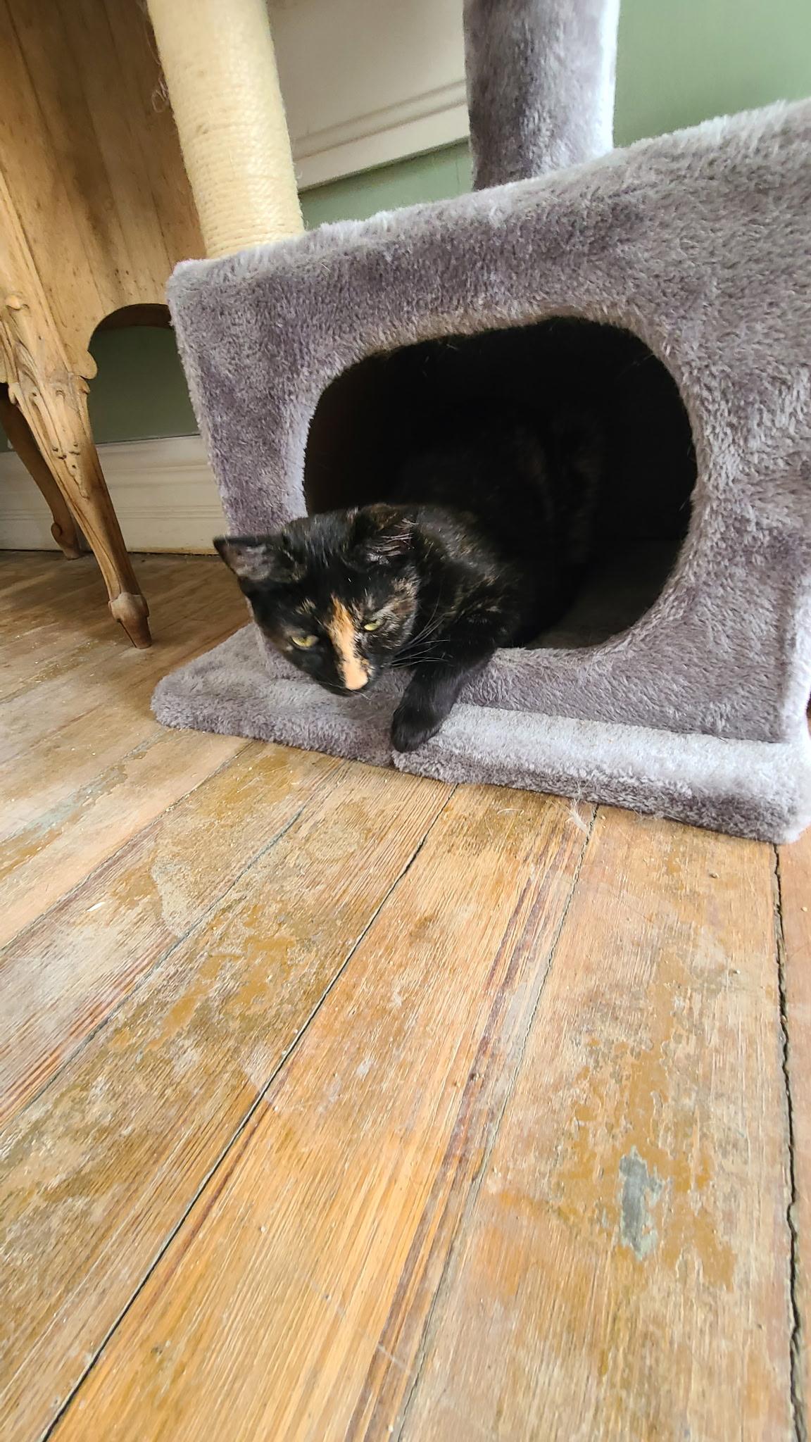 Enlarge Charlotte , a ADOPTABLE Domestic Short Hair in West Lafayette, IN image 3/4