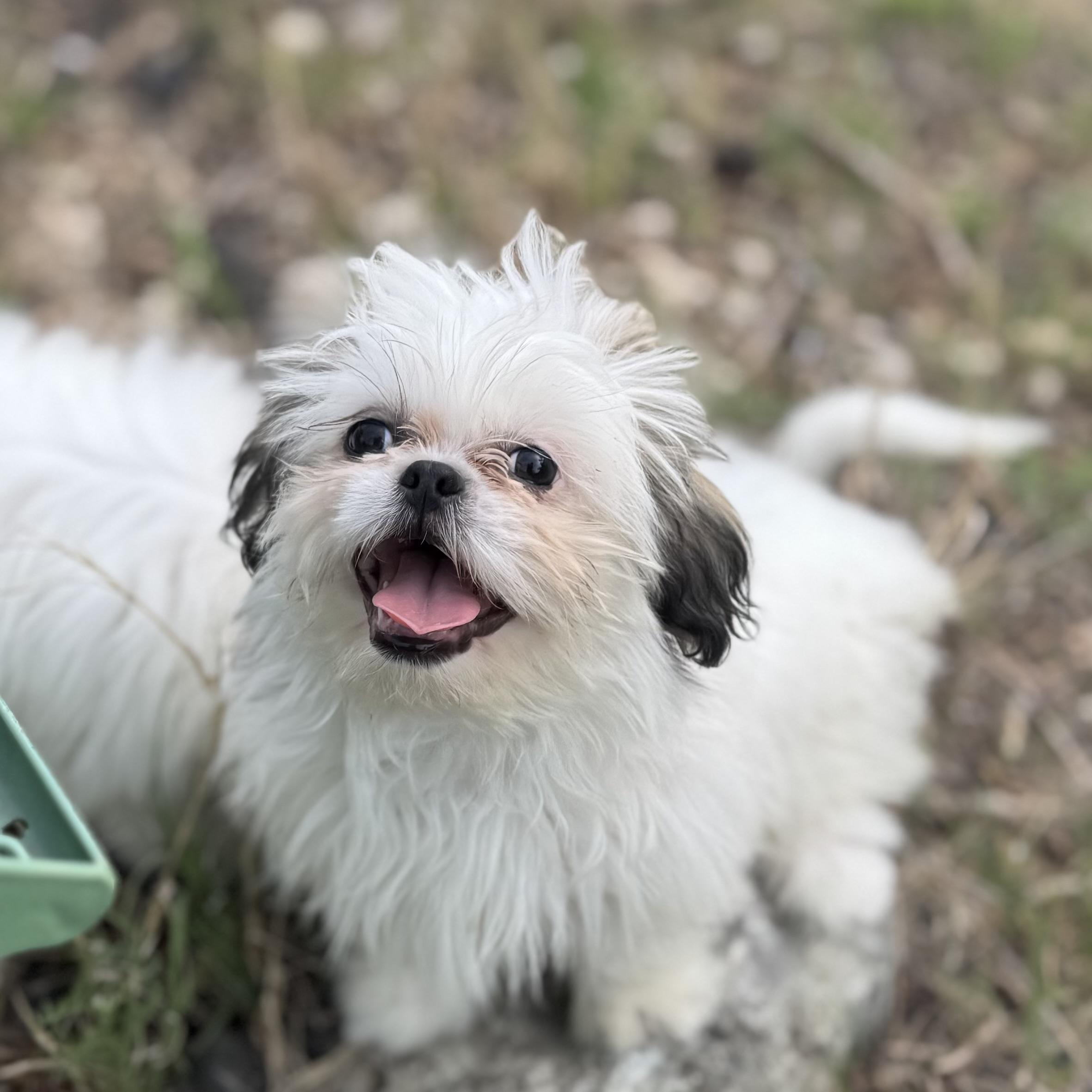 Yoshi, a Adopted Shih Tzu in Lakeway, TX image 2/4
