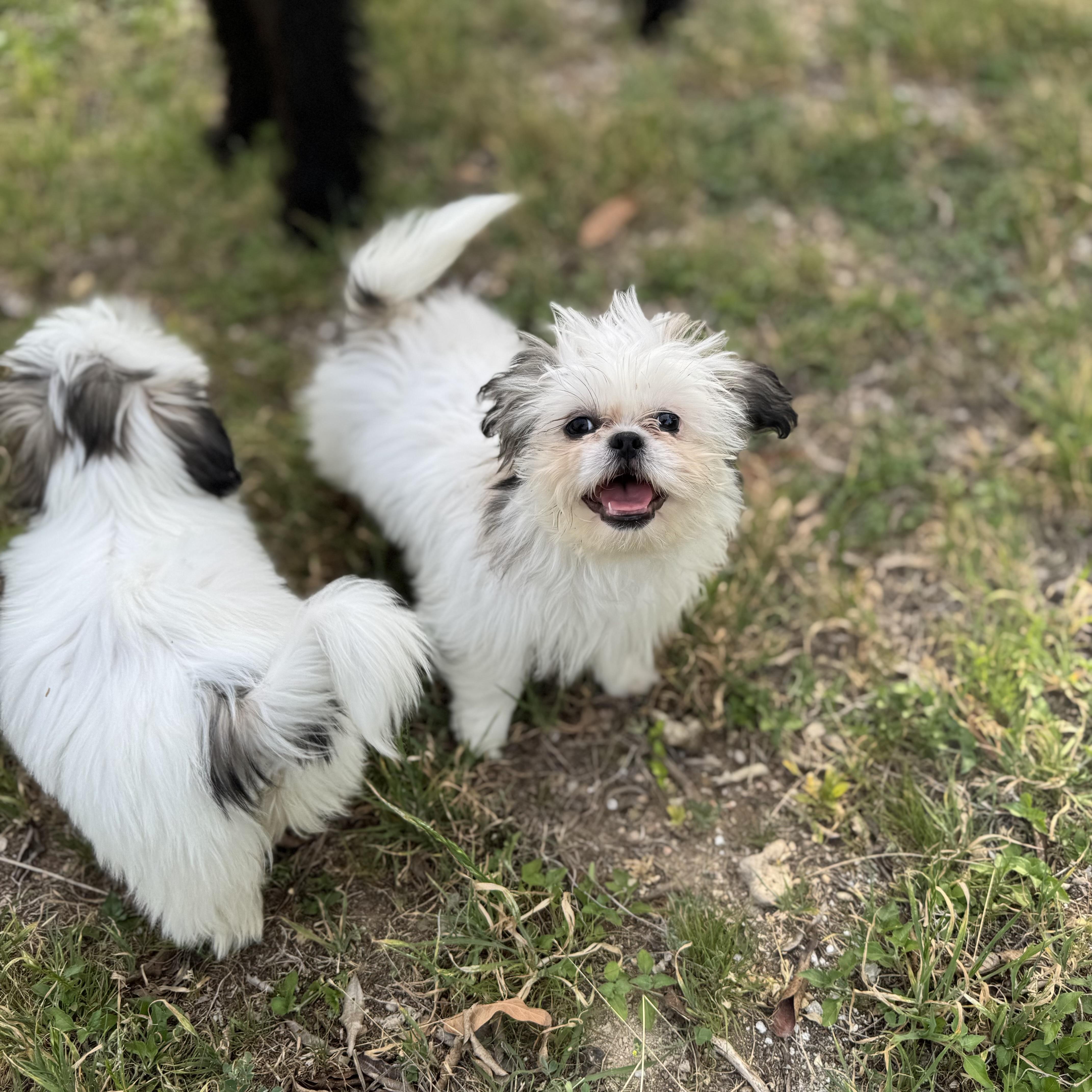 Yoshi, a Adopted Shih Tzu in Lakeway, TX image 3/4