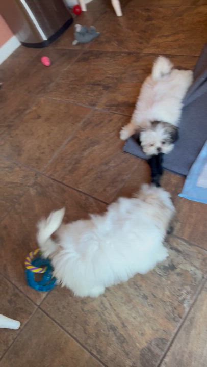 Enlarge Yoshi, a Adopted Shih Tzu in Lakeway, TX video 4/4