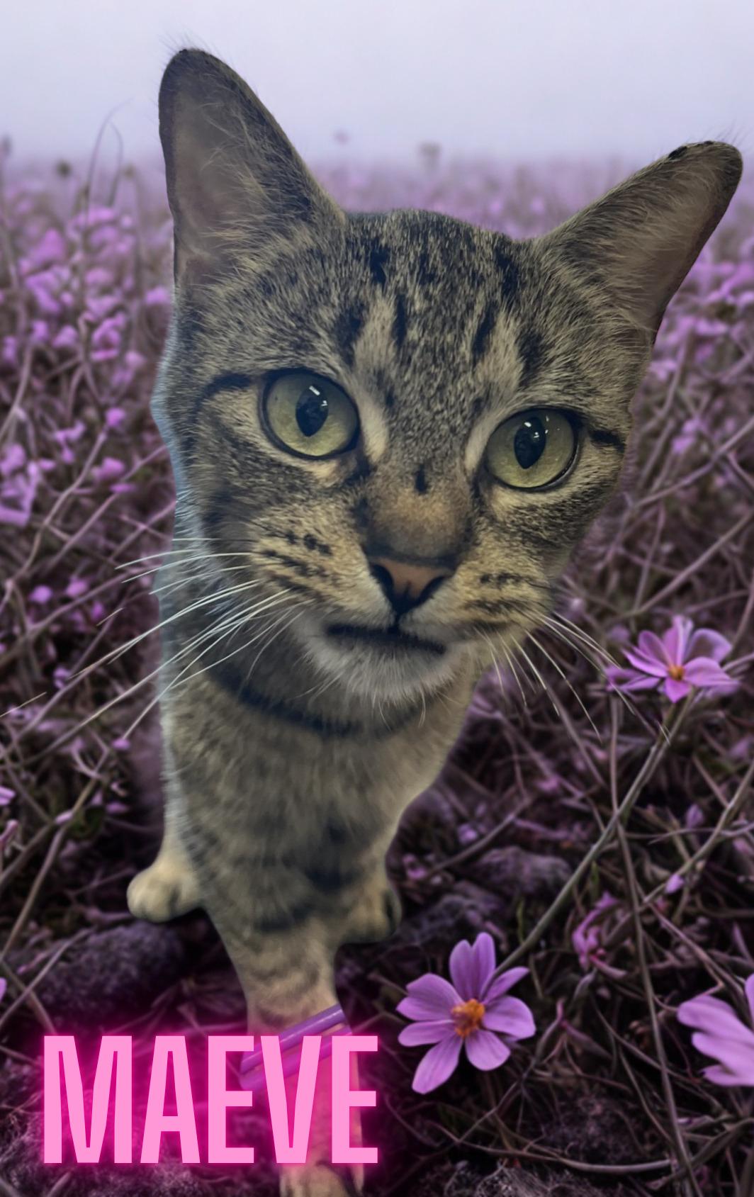 Maeve , ADOPTABLE, Young Female Domestic Short Hair.