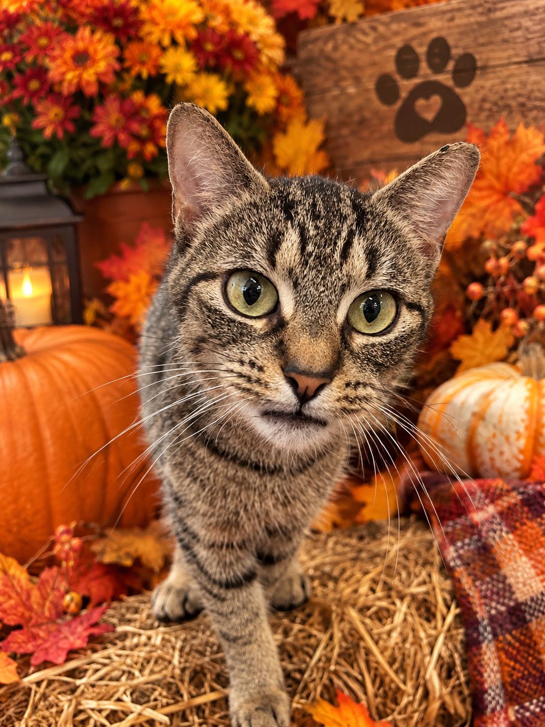 Enlarge Maeve , a ADOPTABLE Domestic Short Hair in Orleans, VT image 1/2