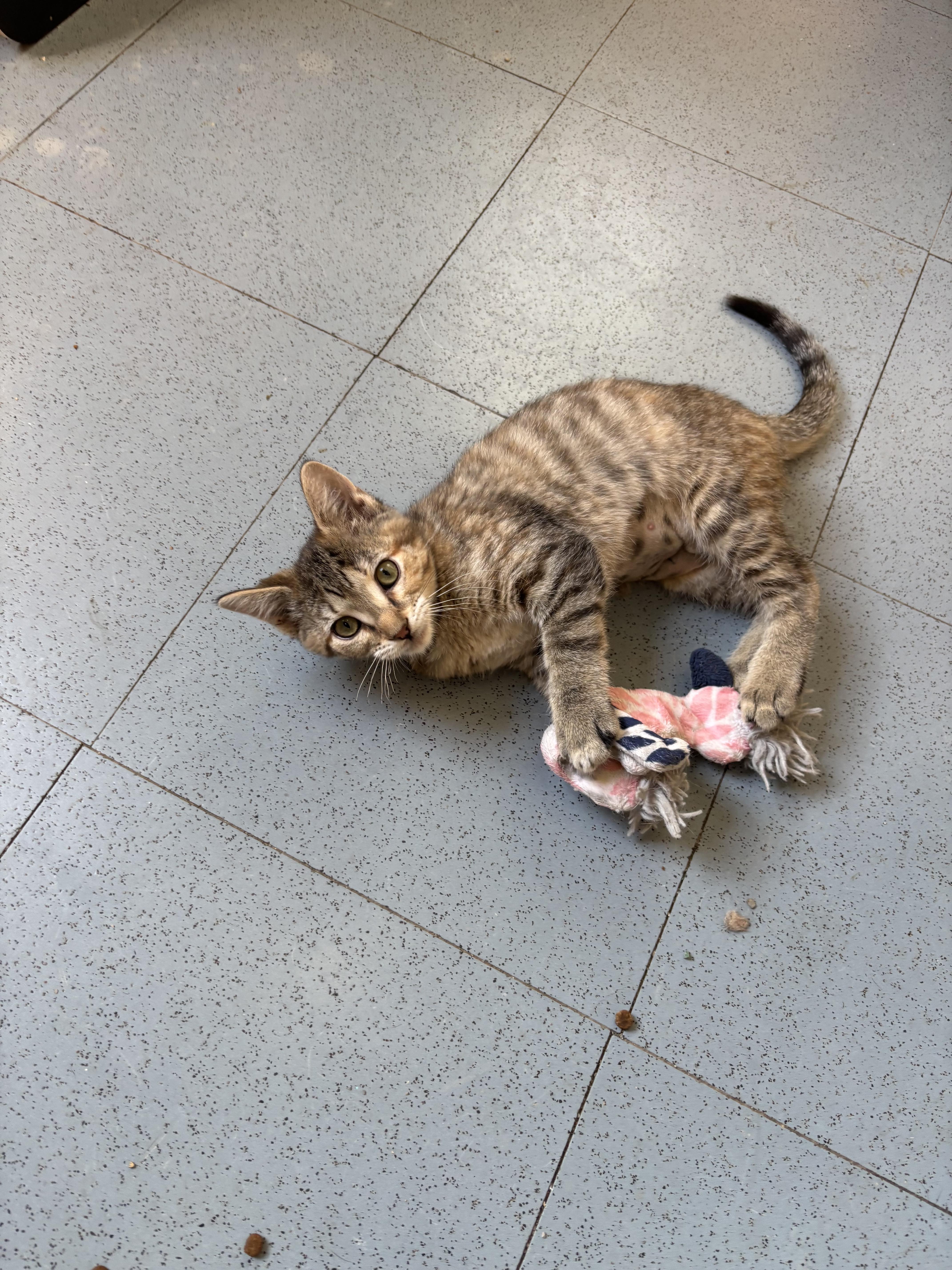 Mrs Puff, ADOPTABLE, Kitten Female Domestic Short Hair.