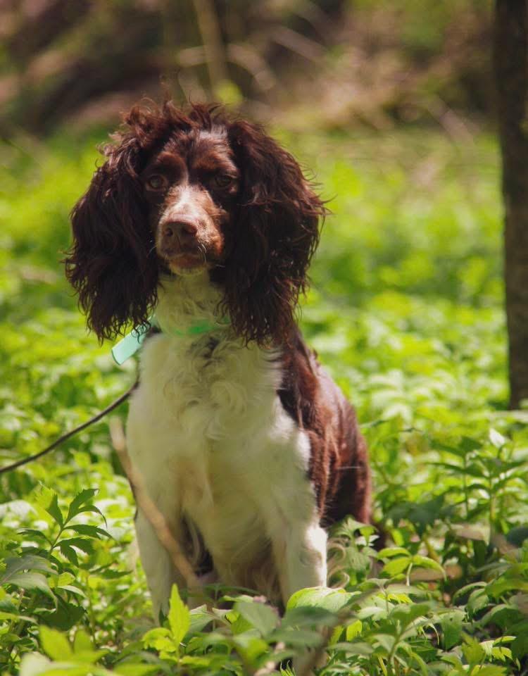 Enlarge Zazu Marie - ALMN, a Adoptable English Springer Spaniel in Albert Lea, MN image 3/4
