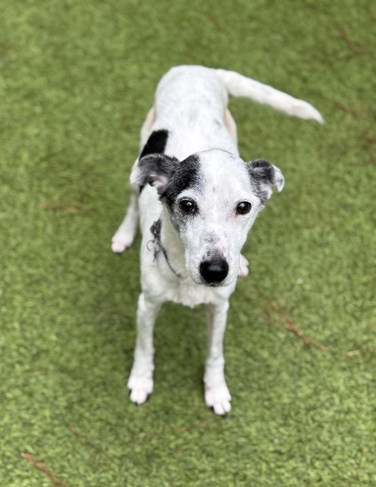 Enlarge Morrie, a Adoptable Italian Greyhound in Dunwoody, GA image 2/3