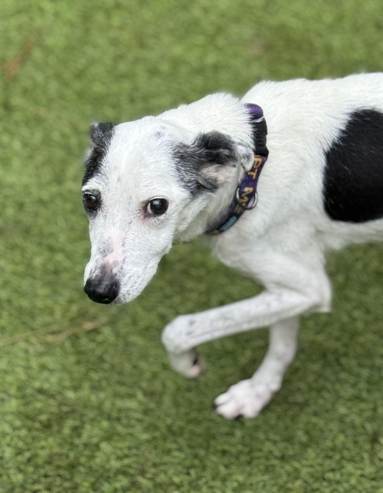 Enlarge Morrie, a Adoptable Italian Greyhound in Dunwoody, GA image 3/3