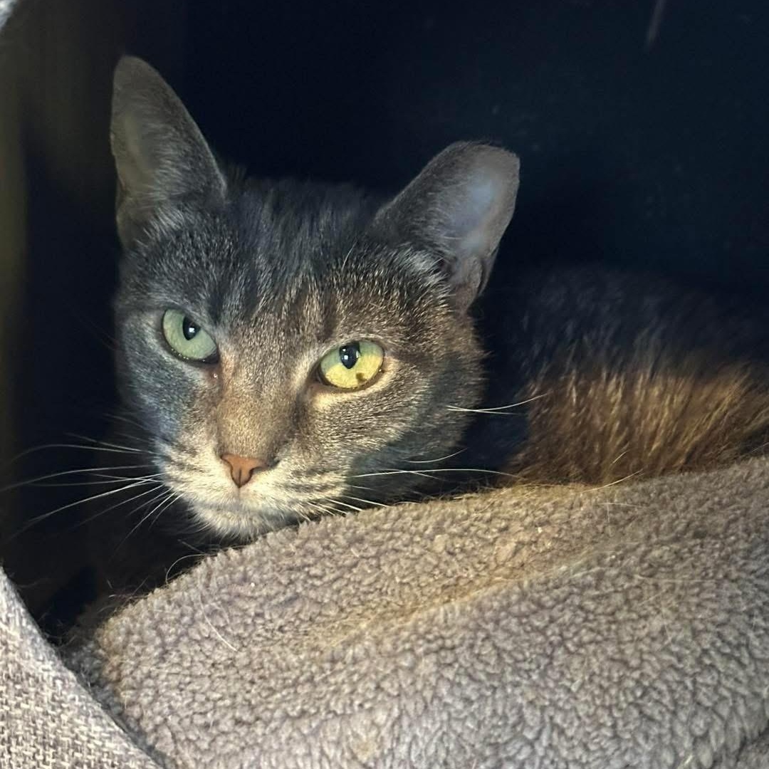 Enlarge Tallulah, a ADOPTABLE American Shorthair in West newton, PA image 1/1