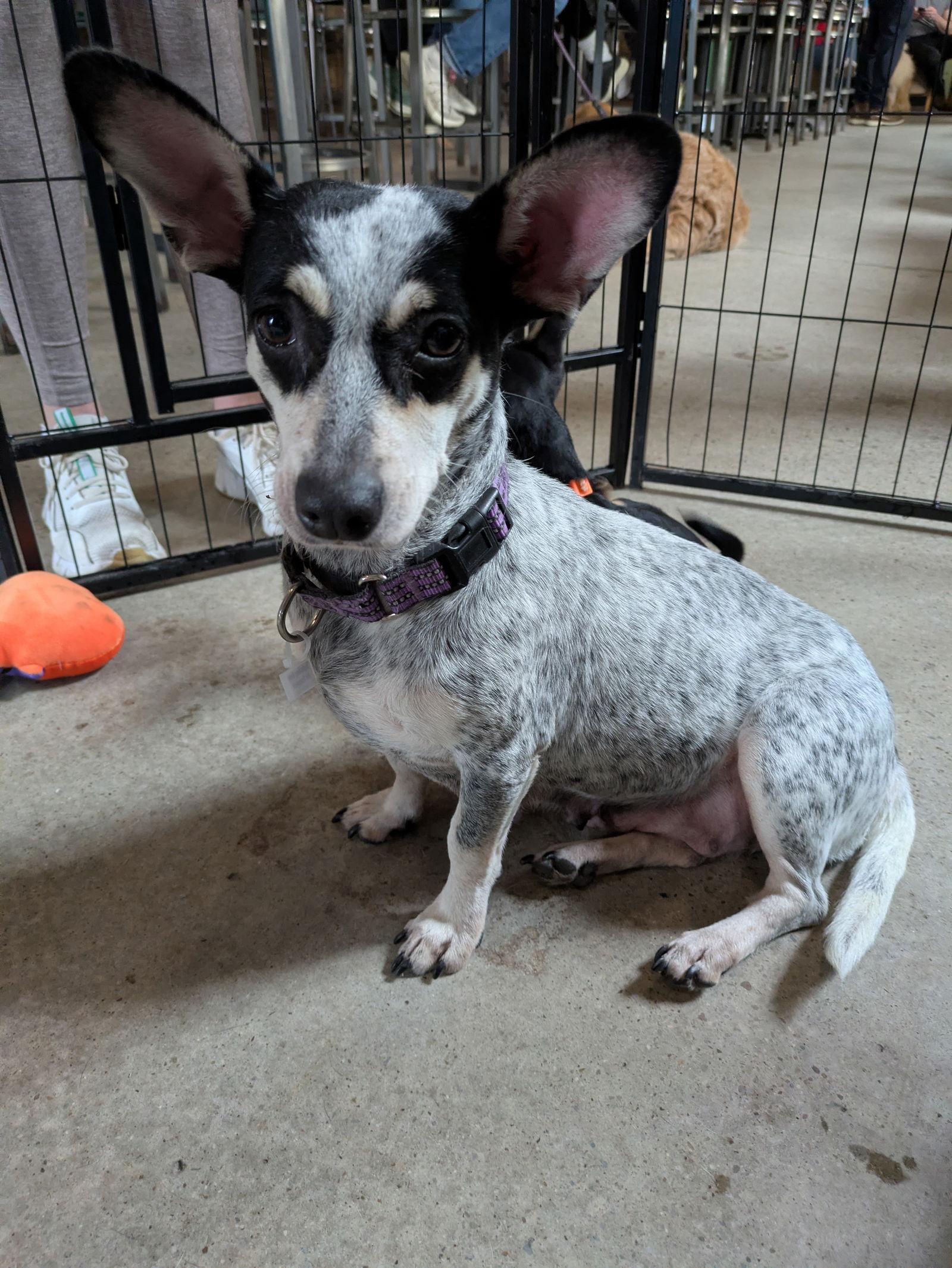 Linda, Adoptable, Young Female Australian Cattle Dog / Blue Heeler.