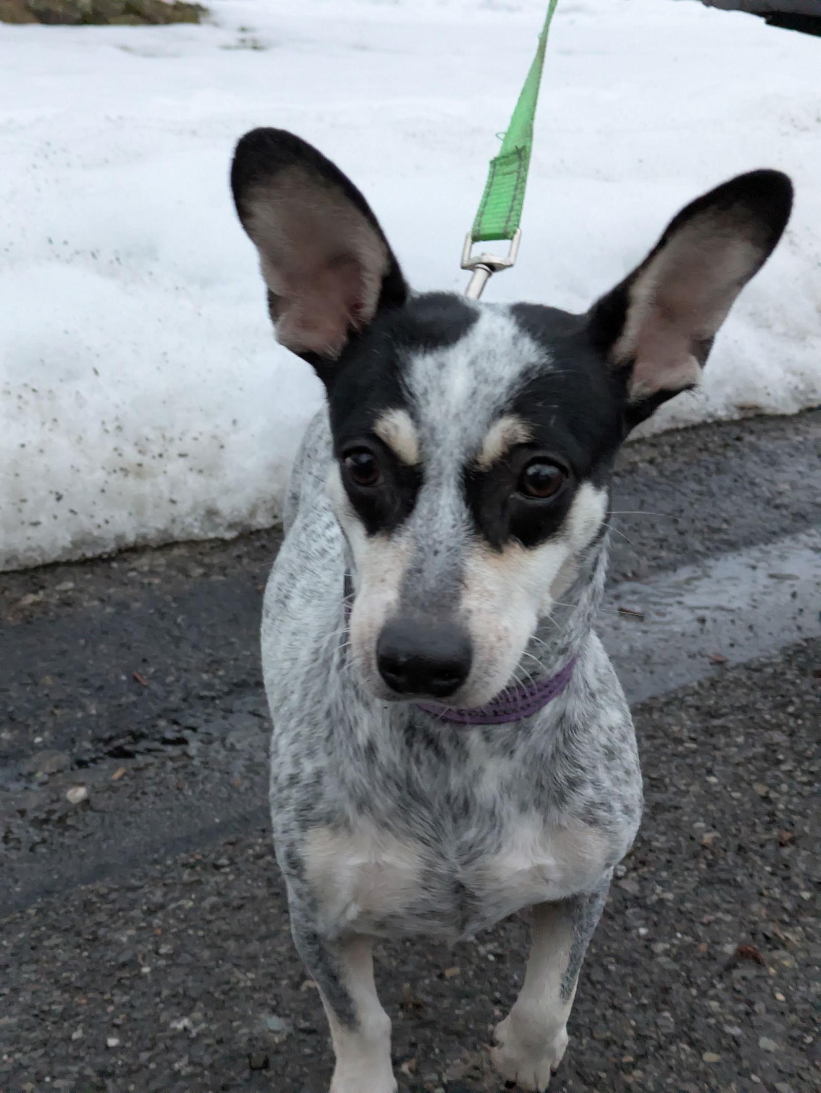 Enlarge Linda, a Adoptable Australian Cattle Dog / Blue Heeler in PITTSBURGH, PA image 2/3