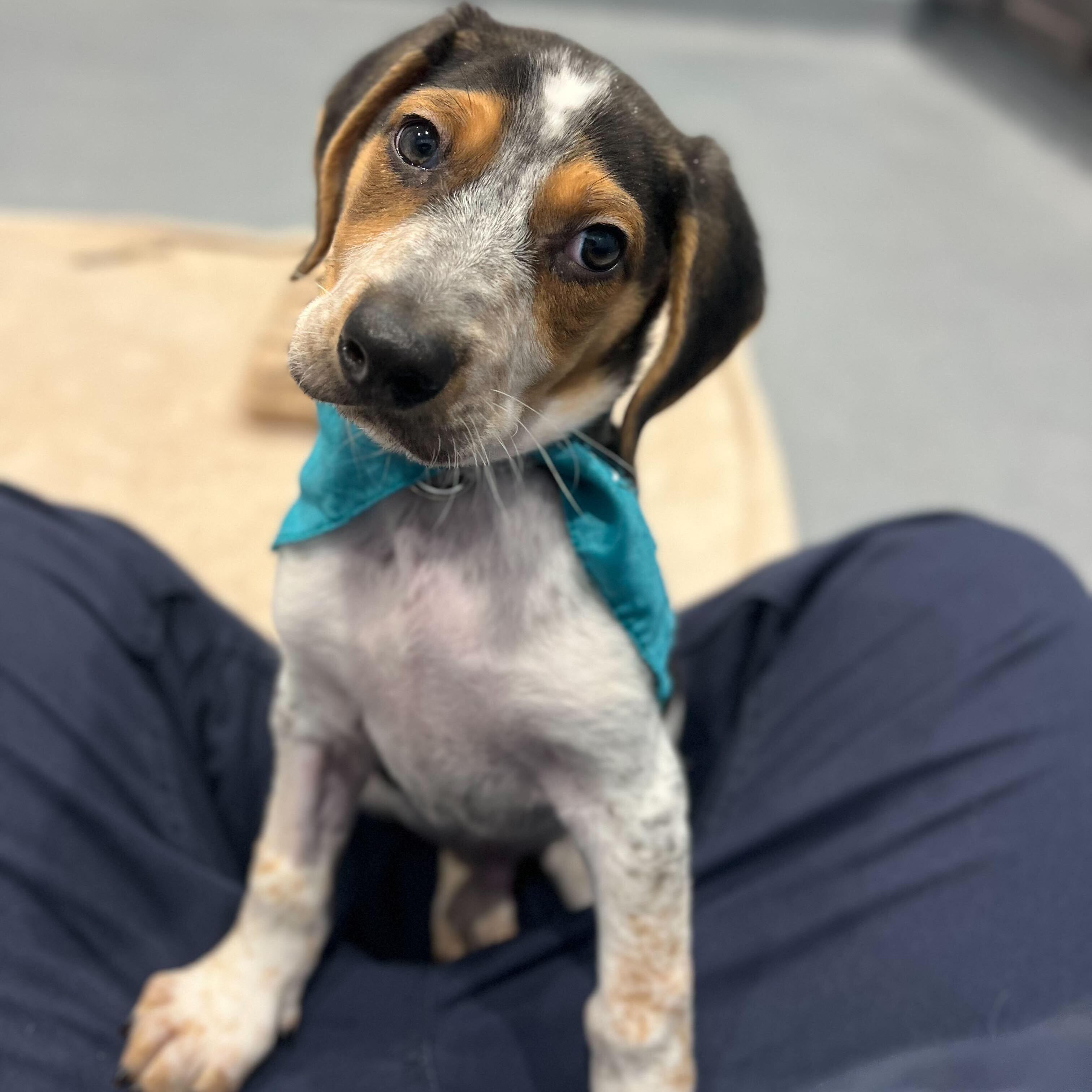 Big Papa Elf, ADOPTABLE, Puppy Male Beagle.