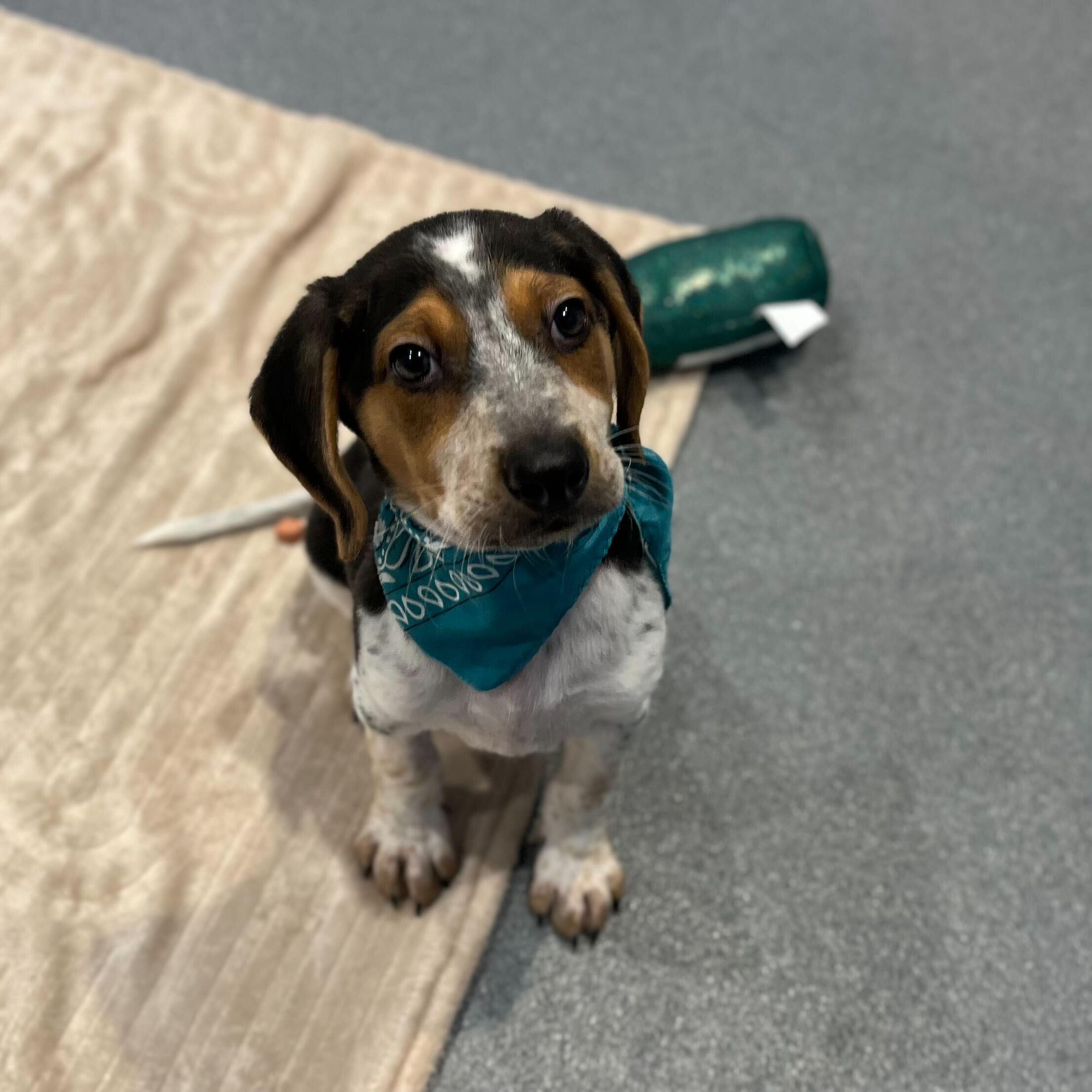 Big Papa Elf, a ADOPTABLE mixed breed in Canal Winchester, OH image 3/3