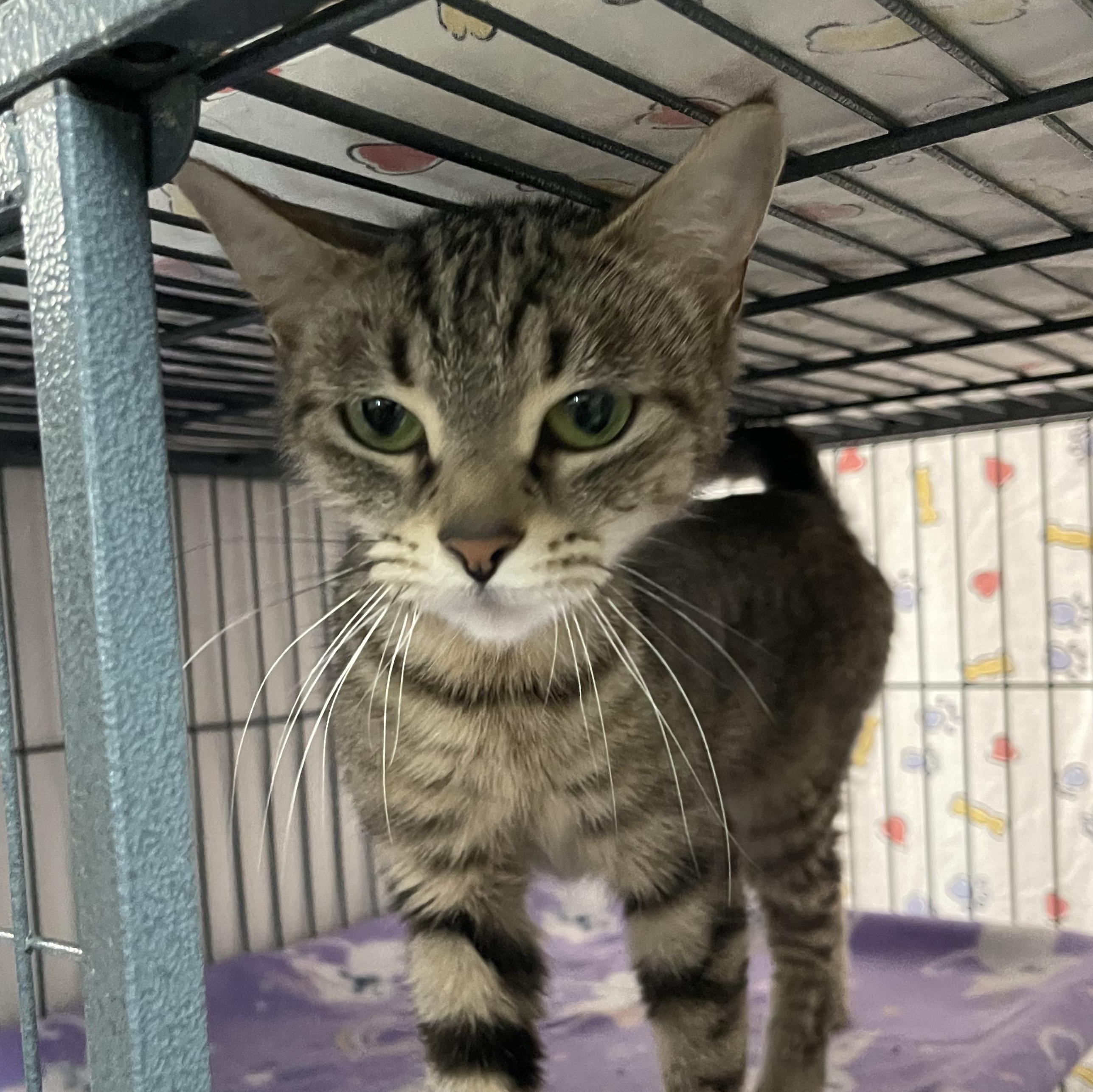 Ivy @ Family Farm & Home in Flat Rock, a Adoptable Tabby in Flat Rock, MI image 3/5
