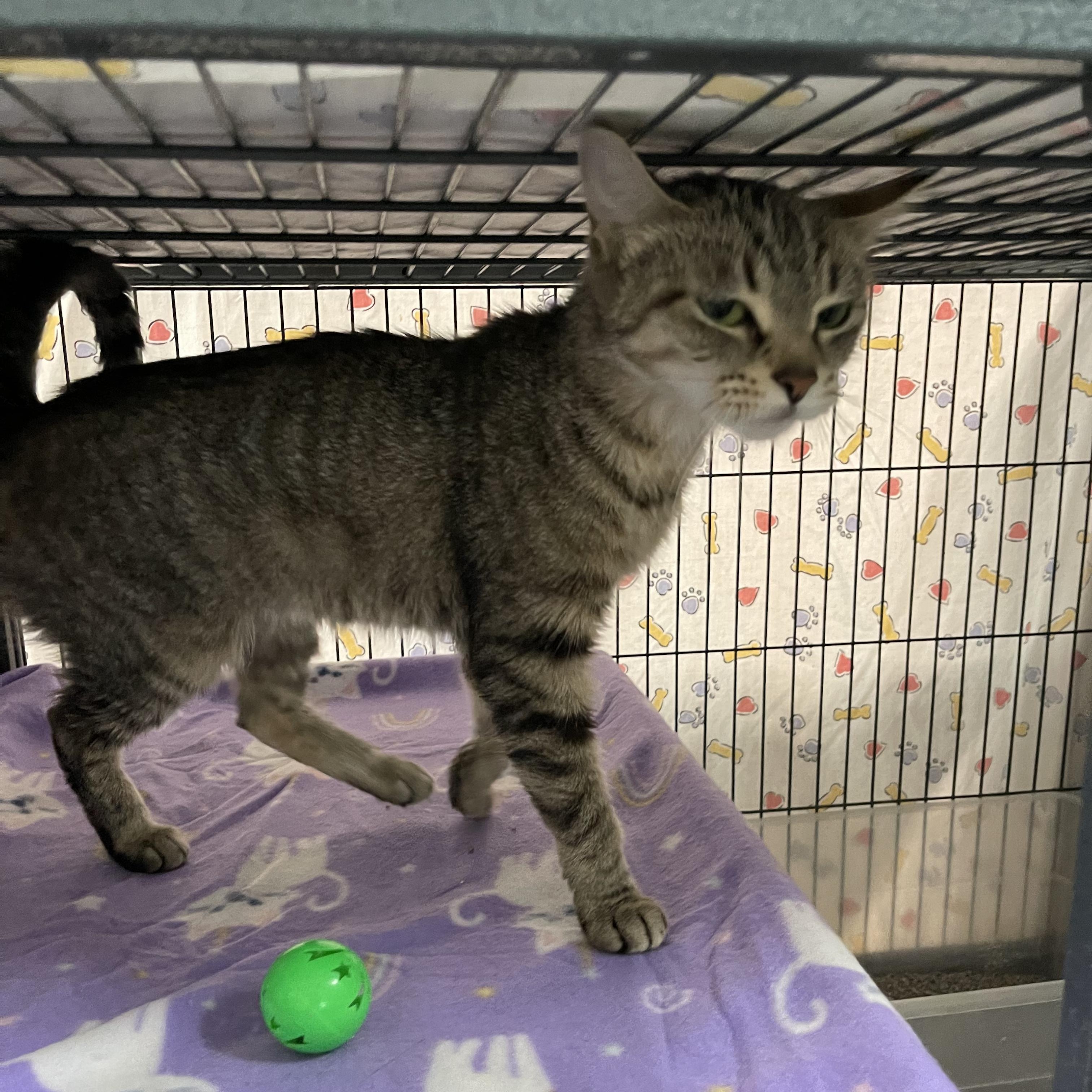 Ivy @ Family Farm & Home in Flat Rock, a Adoptable Tabby in Flat Rock, MI image 4/5