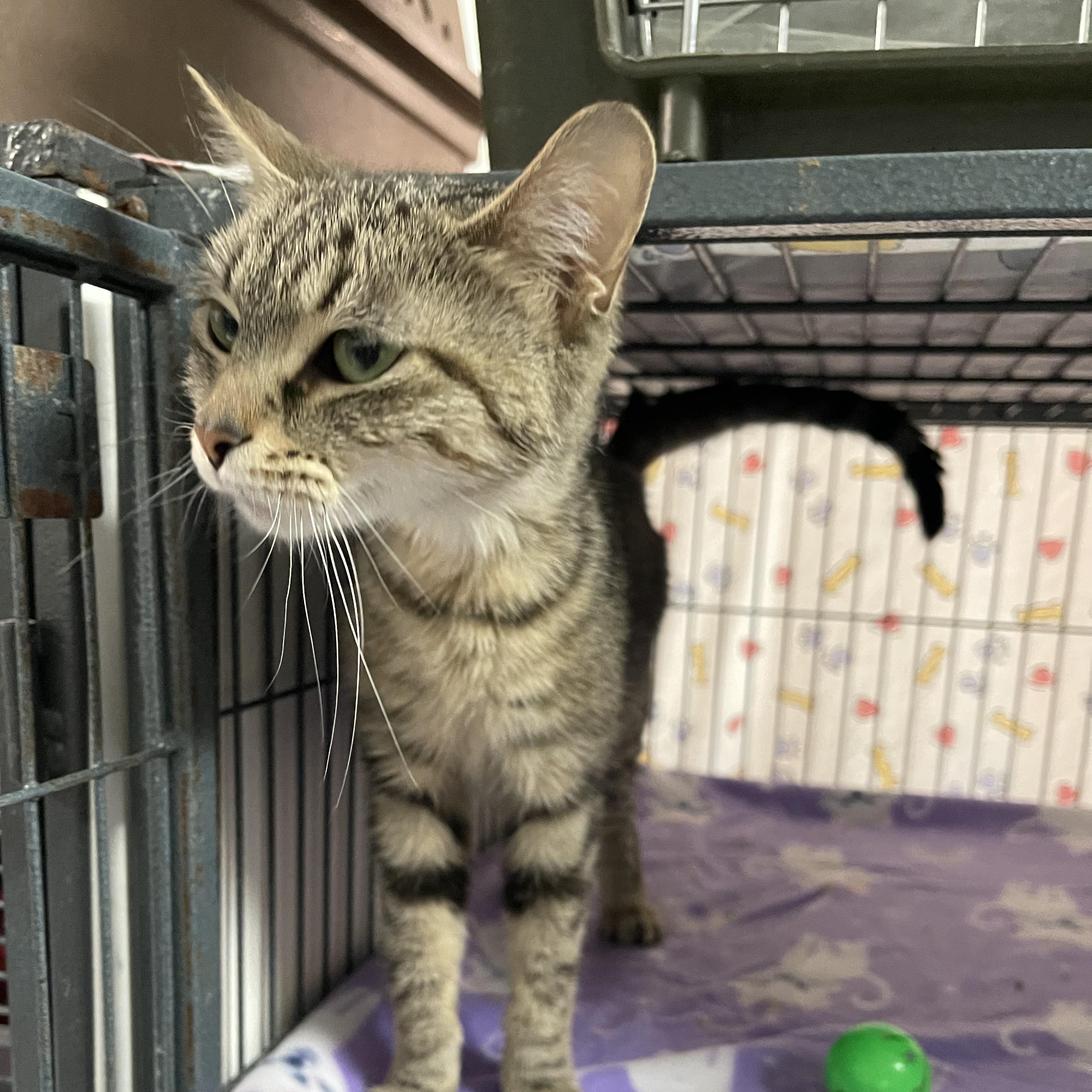 Ivy @ Family Farm & Home in Flat Rock, a Adoptable Tabby in Flat Rock, MI image 2/5