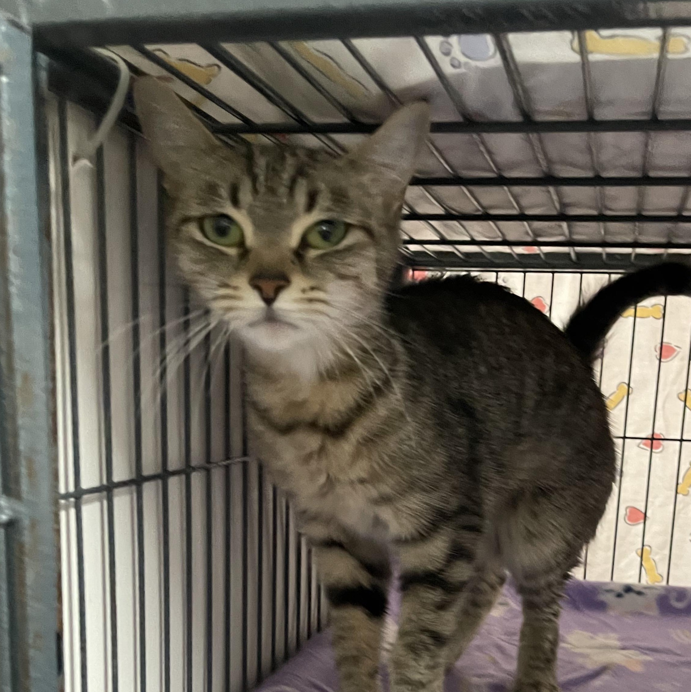 Ivy @ Family Farm & Home in Flat Rock, Adoptable, Young Female Tabby.