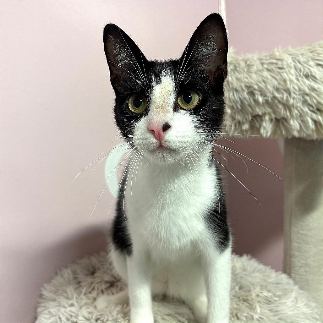 Enlarge Bon Jovi, a Adoptable Domestic Short Hair in Fort Lauderdale, FL image 1/6