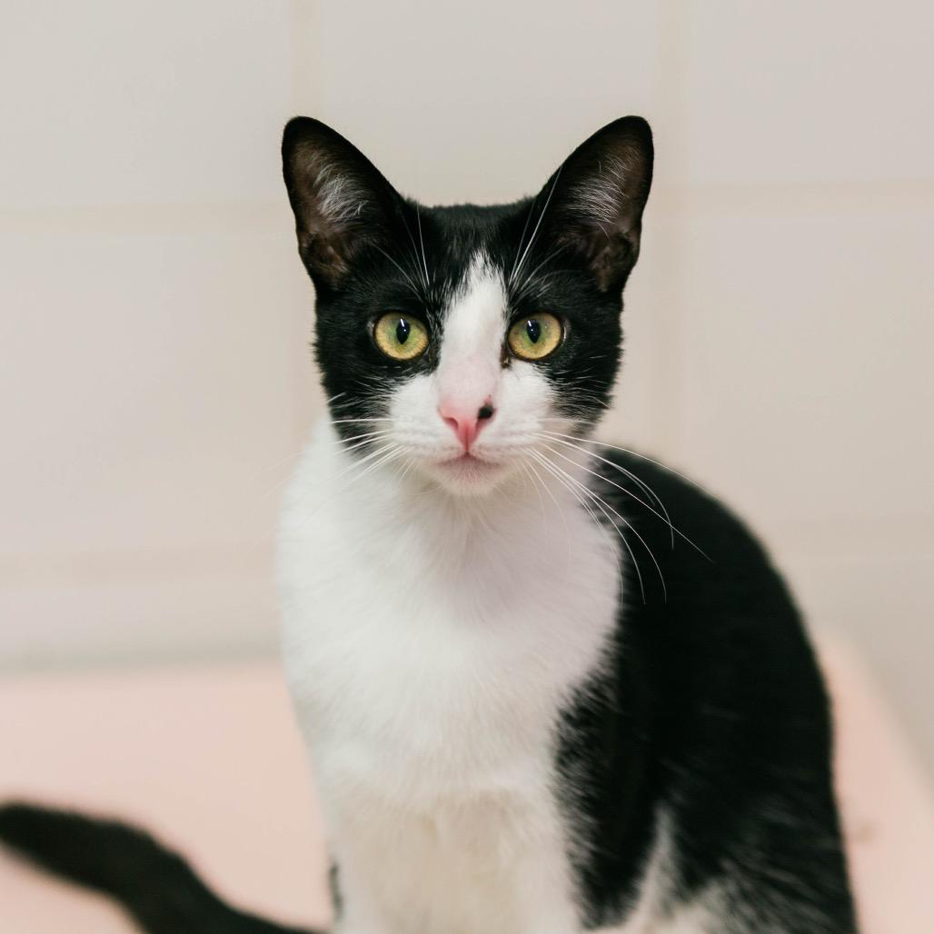 Enlarge Bon Jovi, a Adoptable Domestic Short Hair in Fort Lauderdale, FL image 2/6