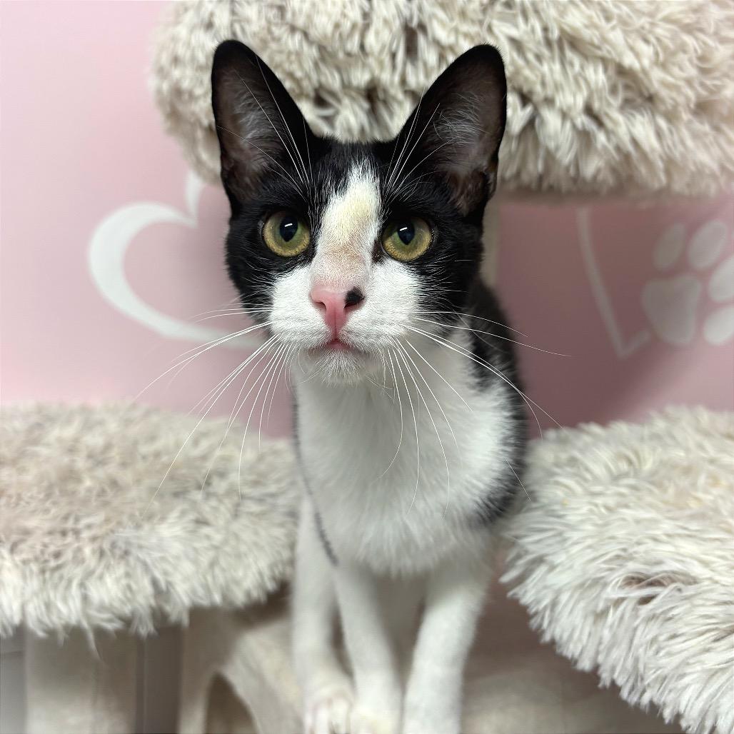 Enlarge Bon Jovi, a Adoptable Domestic Short Hair in Fort Lauderdale, FL image 3/6