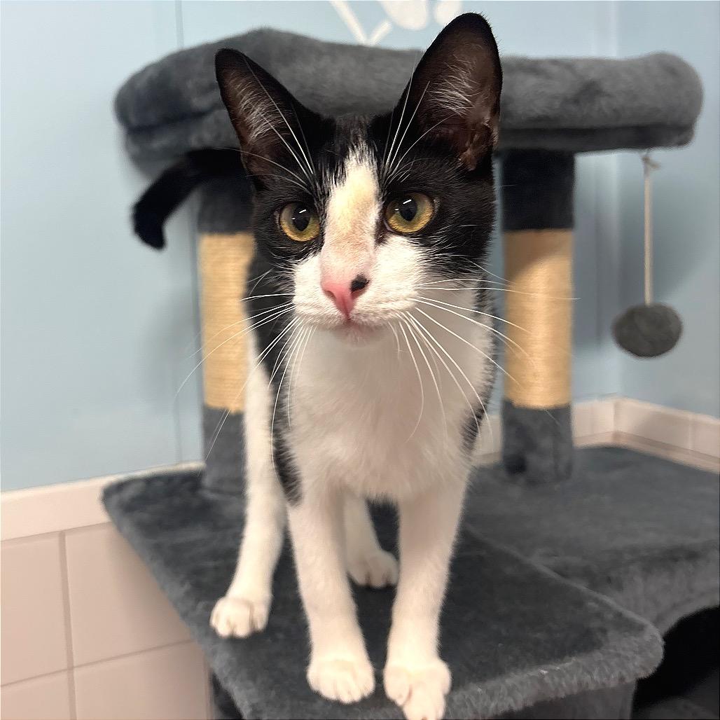 Enlarge Bon Jovi, a Adoptable Domestic Short Hair in Fort Lauderdale, FL image 4/6