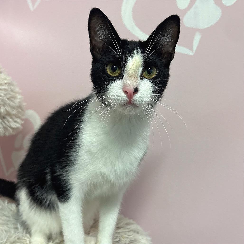 Enlarge Bon Jovi, a Adoptable Domestic Short Hair in Fort Lauderdale, FL image 5/6