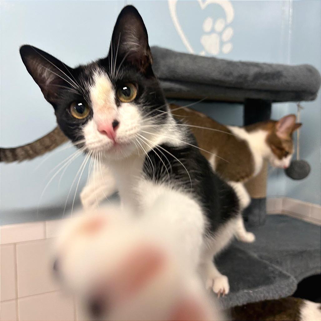 Enlarge Bon Jovi, a Adoptable Domestic Short Hair in Fort Lauderdale, FL image 6/6