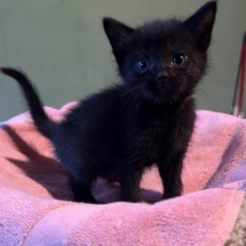 Cosmo, adopted, Kitten Male Domestic Medium Hair.