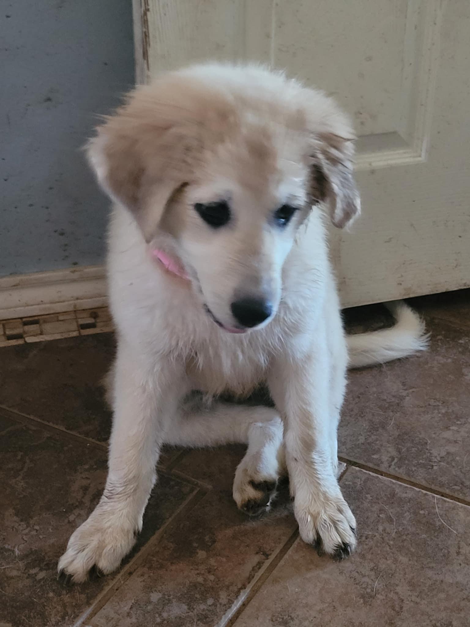 Cinnamon, Adopted, Puppy Female Great Pyrenees.