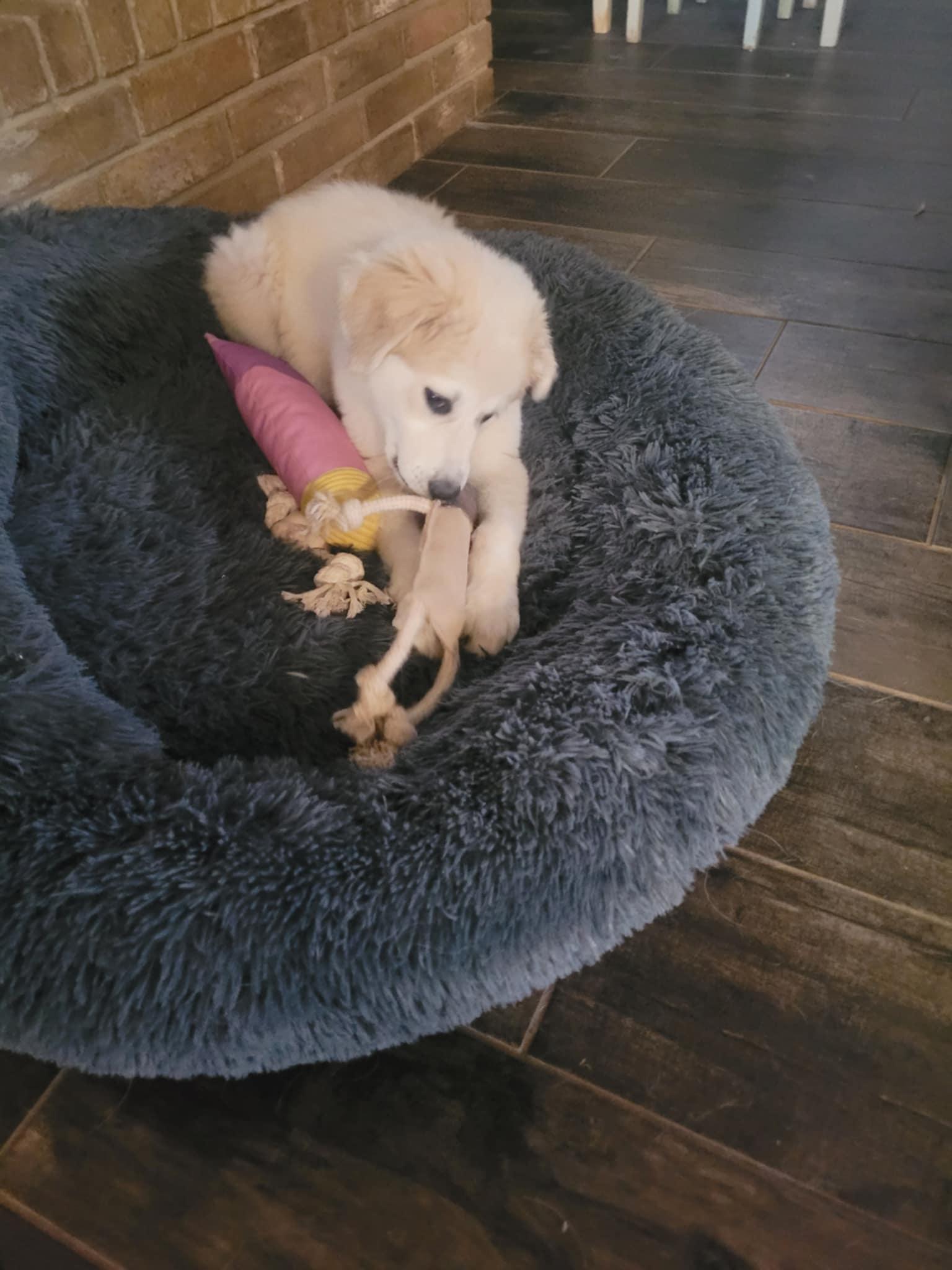 Cinnamon, a Adopted Great Pyrenees in Spring, TX image 2/3