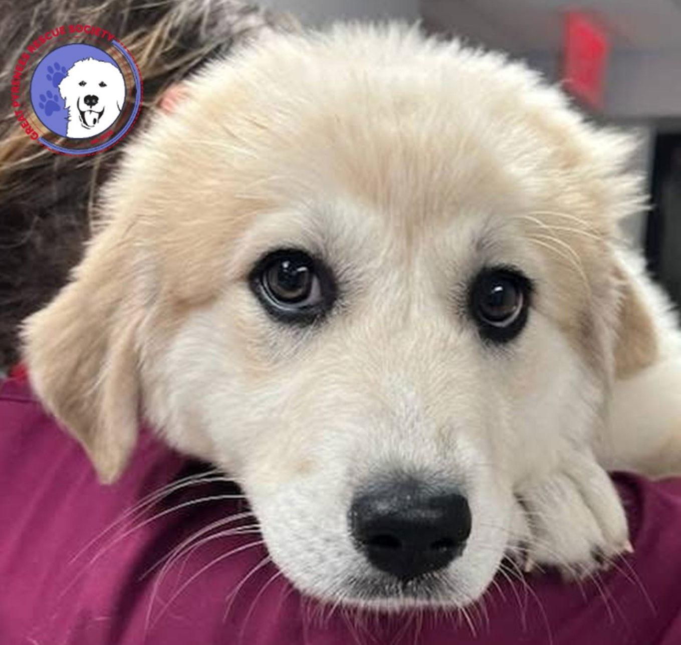 Cinnamon, a Adopted Great Pyrenees in Spring, TX image 3/3