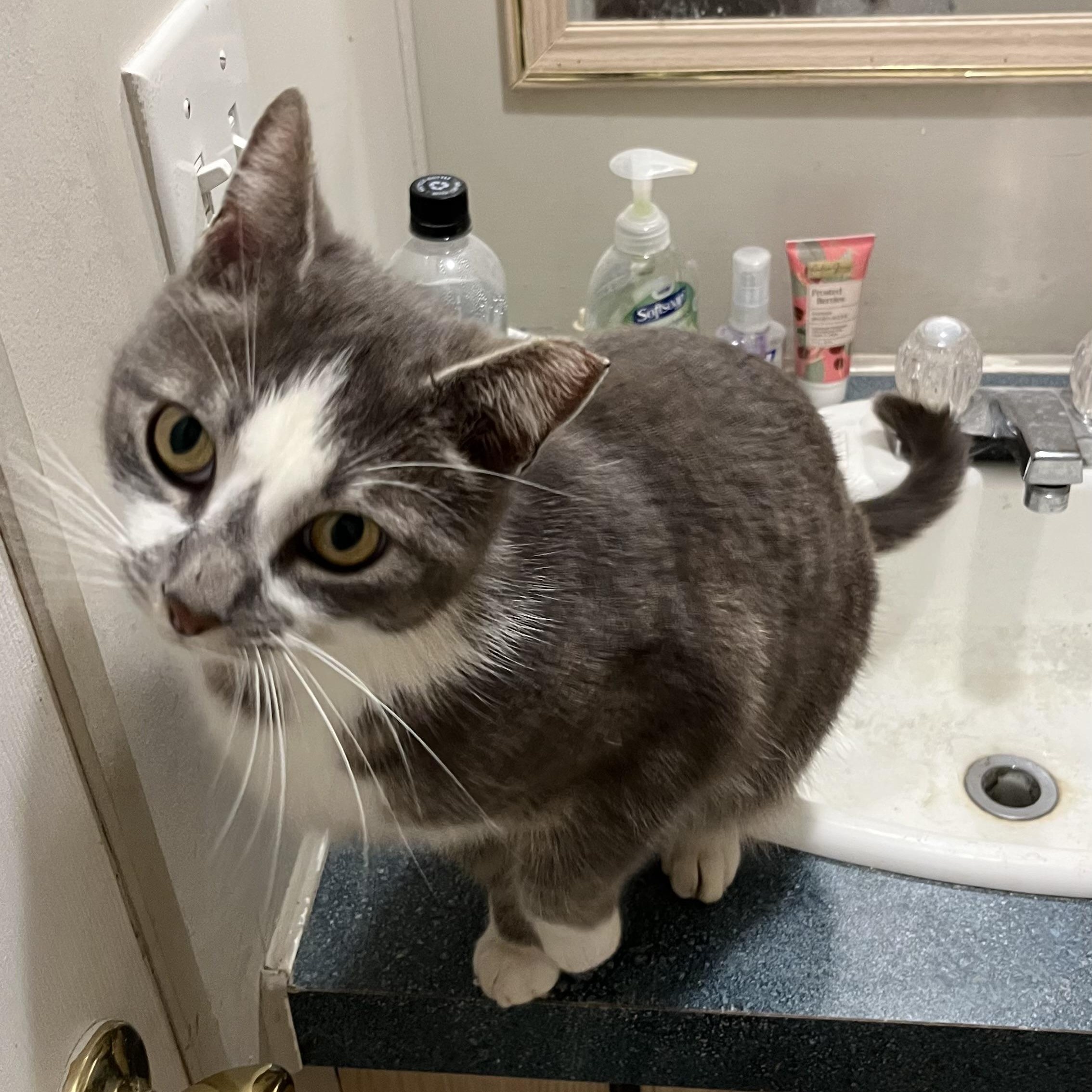 Marshmallow Peep (pse), ADOPTABLE, Young Male Domestic Short Hair.