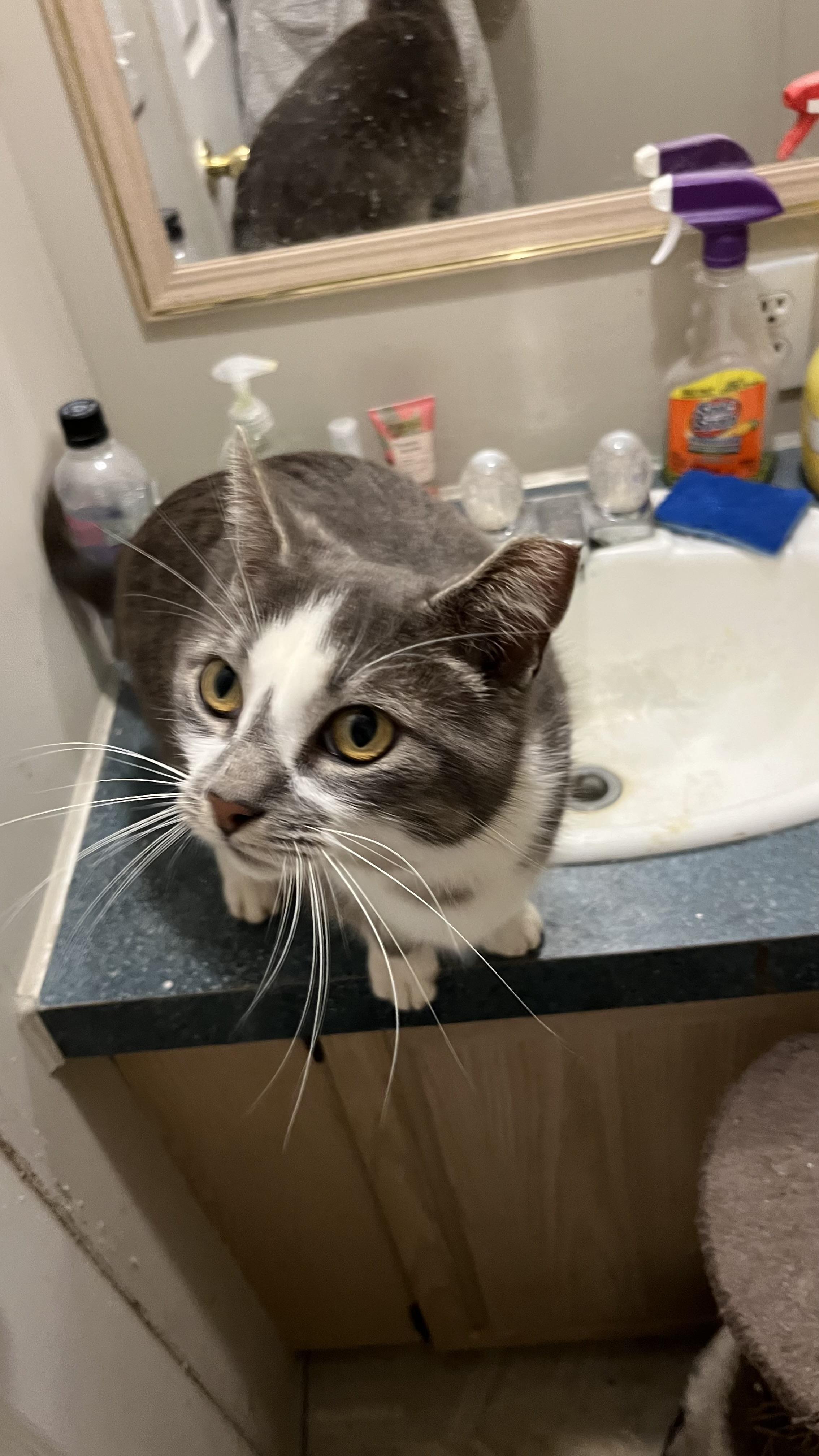 Enlarge Marshmallow Peep (pse), a ADOPTABLE Domestic Short Hair in Simpsonville, SC image 5/6