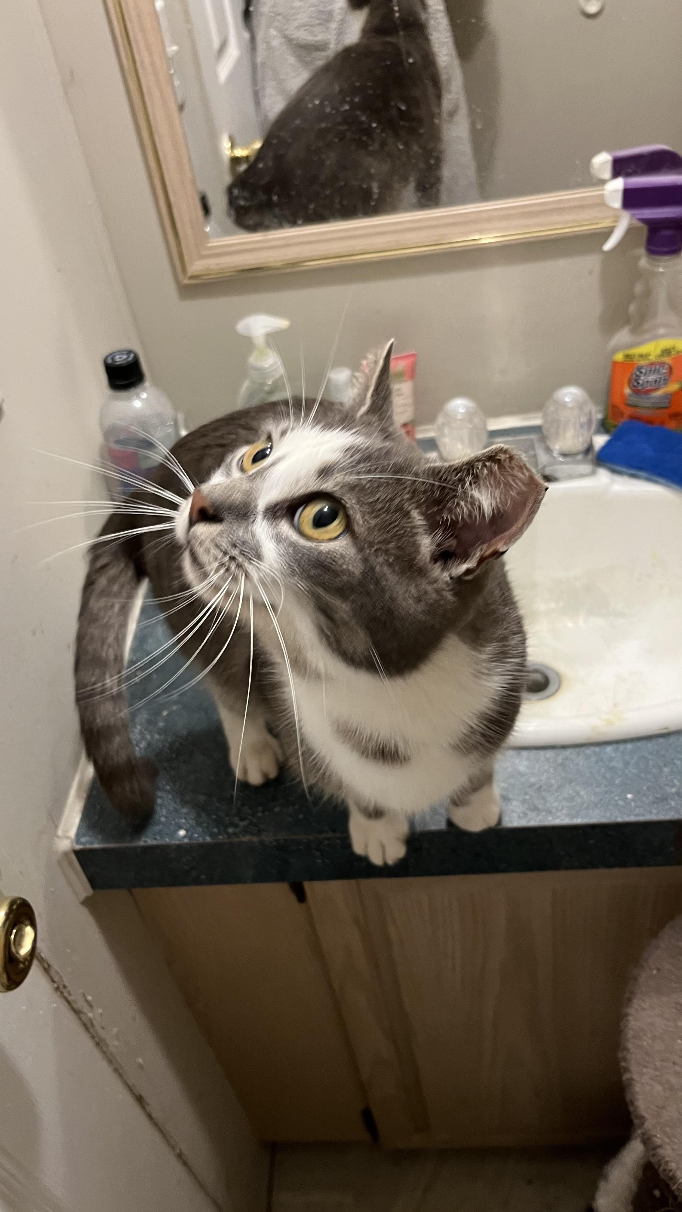 Enlarge Marshmallow Peep (pse), a ADOPTABLE Domestic Short Hair in Simpsonville, SC image 3/6