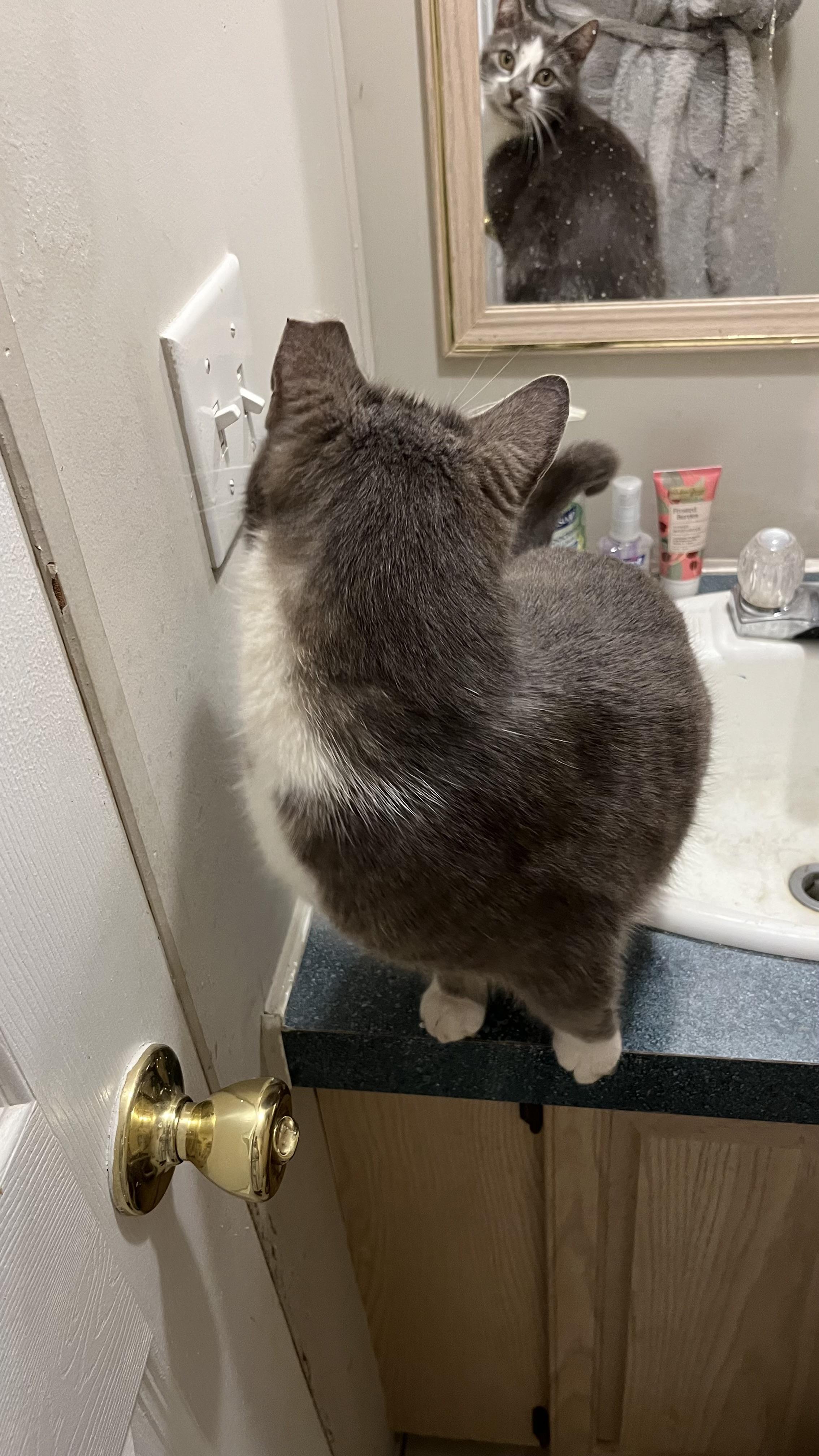 Enlarge Marshmallow Peep (pse), a ADOPTABLE Domestic Short Hair in Simpsonville, SC image 6/6