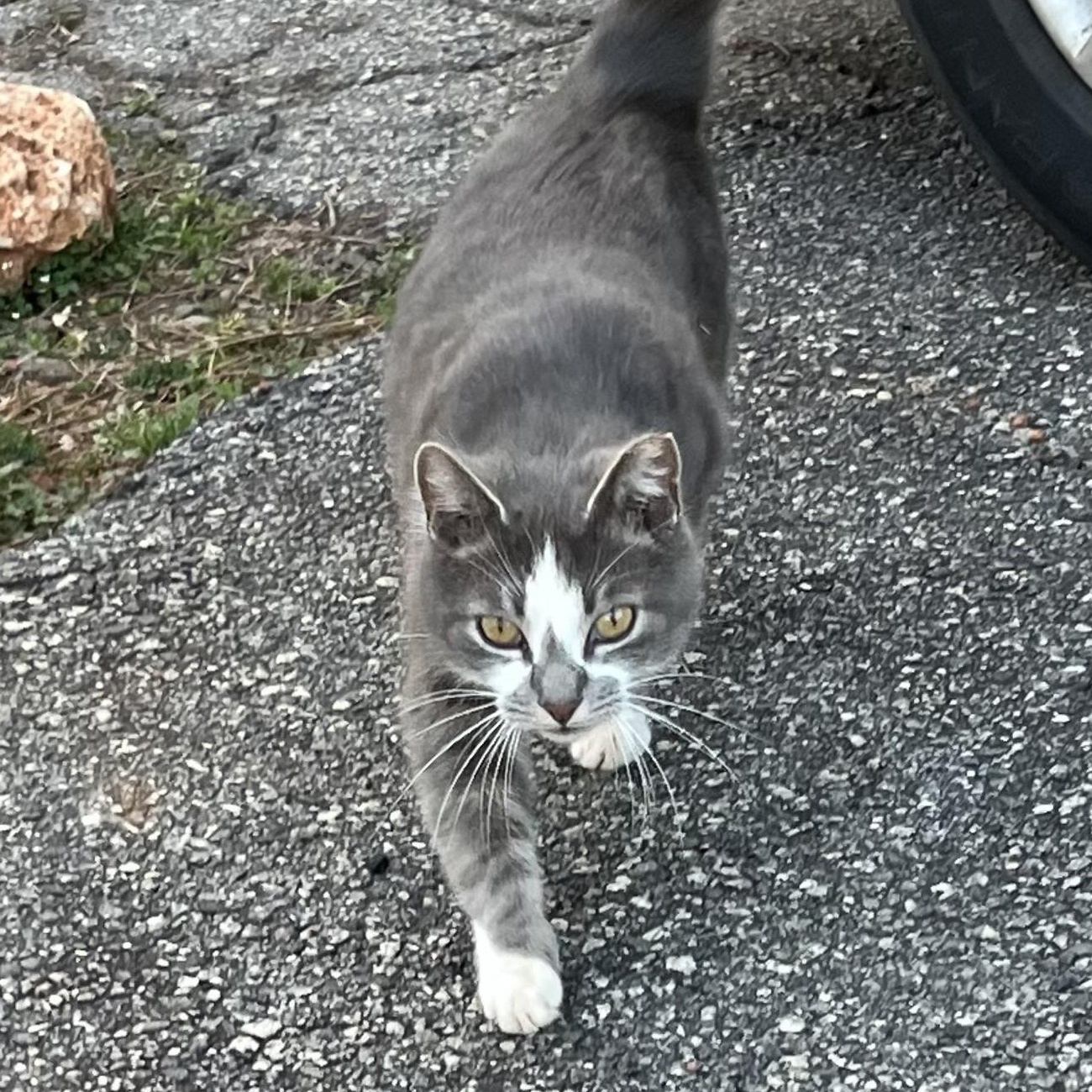 Enlarge Marshmallow Peep (pse), a ADOPTABLE Domestic Short Hair in Simpsonville, SC image 2/6