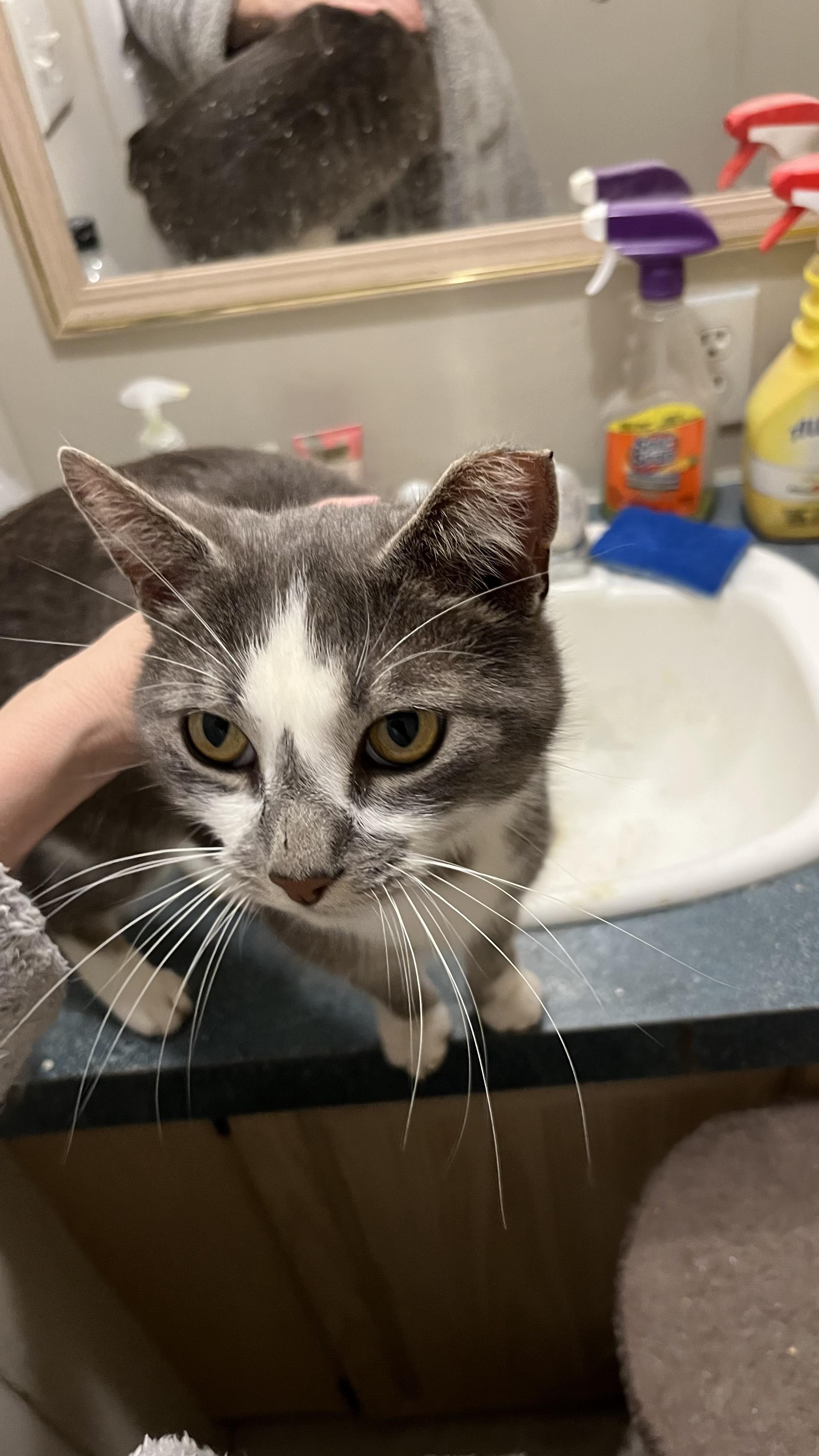 Enlarge Marshmallow Peep (pse), a ADOPTABLE Domestic Short Hair in Simpsonville, SC image 4/6