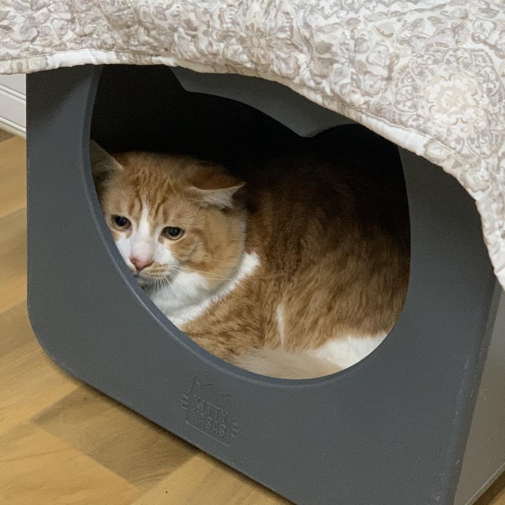 Enlarge Mike, a Adoptable Domestic Short Hair in Franklin, NC image 2/2