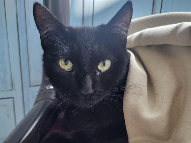 KERFUFFLE, Adoptable, Young Female Domestic Short Hair.