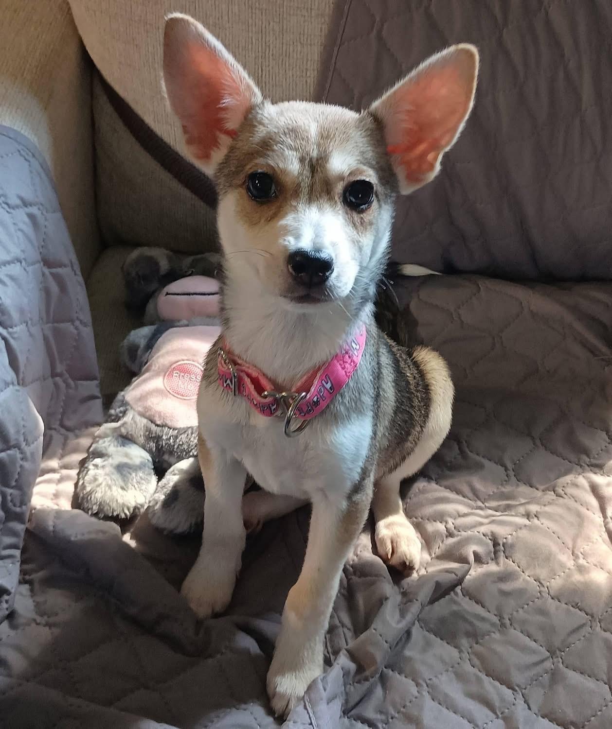 Anabelle, adopted, Puppy Female Husky.