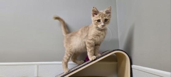 Enlarge Bopit, an adopted mixed breed in Shepherdsville, KY image 4/4